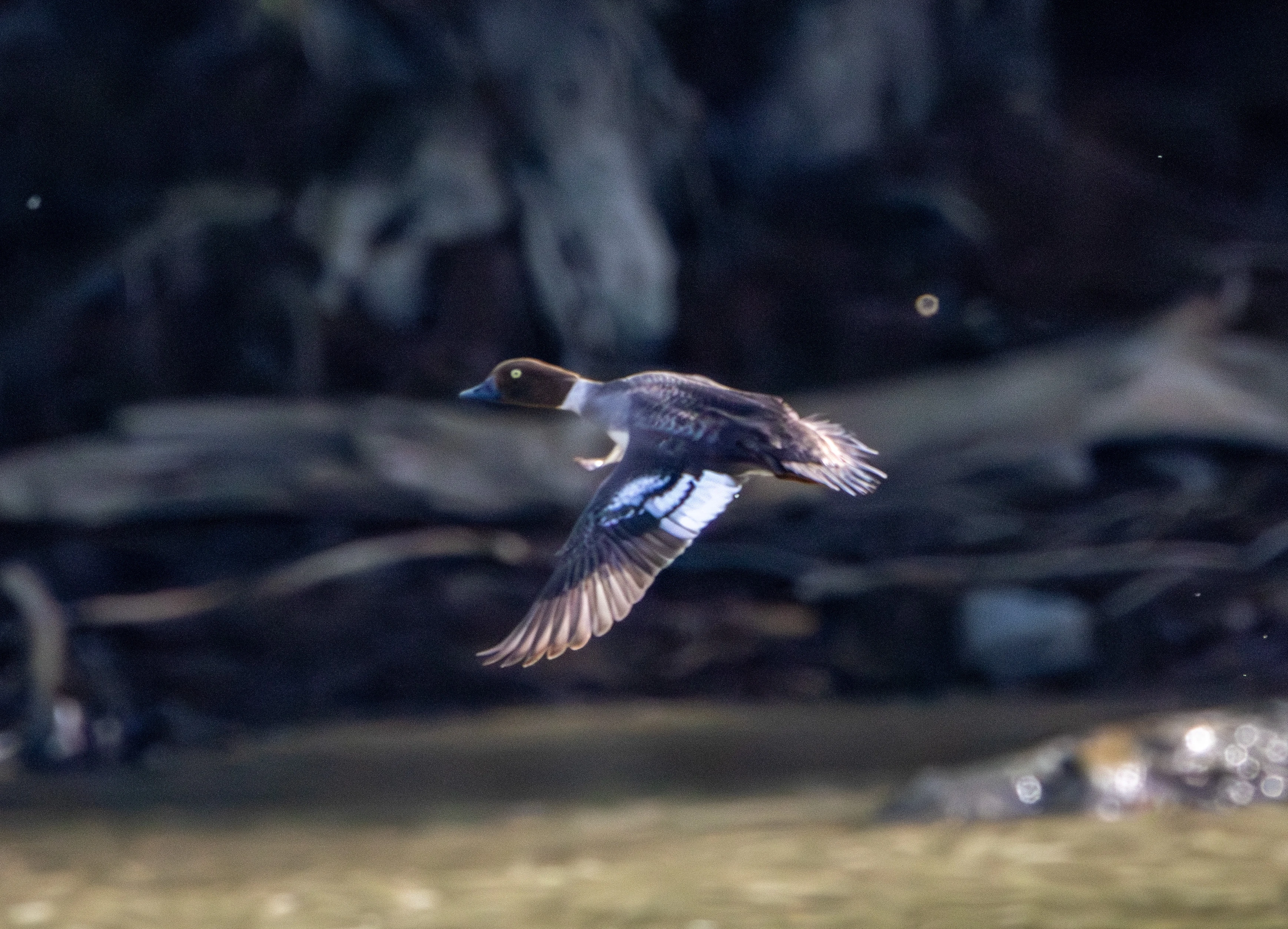 Common Goldeneye in flight, Danube Delta, Romania — photo by Adam Prugel-Bennett