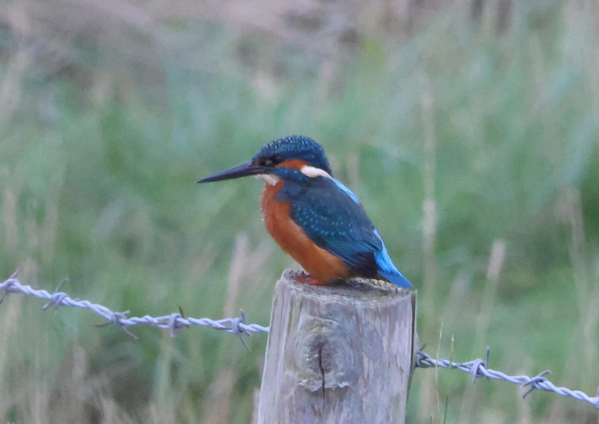 KIngfisher, Lymington, New Forest, UK — photo by Adam Prugel-Bennett