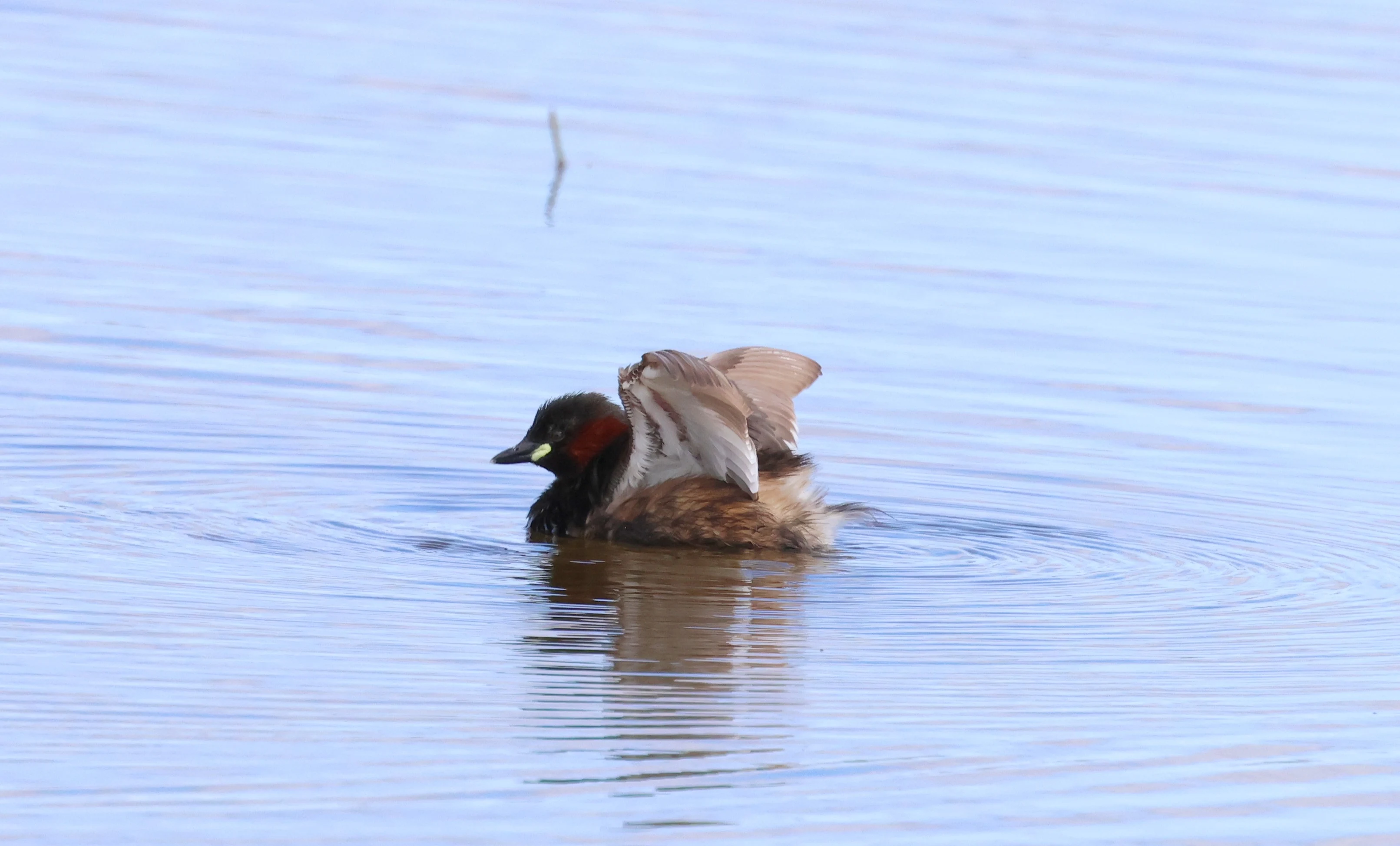 Little Grebe - Dabchick, Mainland Orkney, Orkney, UK — photo by Adam Prugel-Bennett