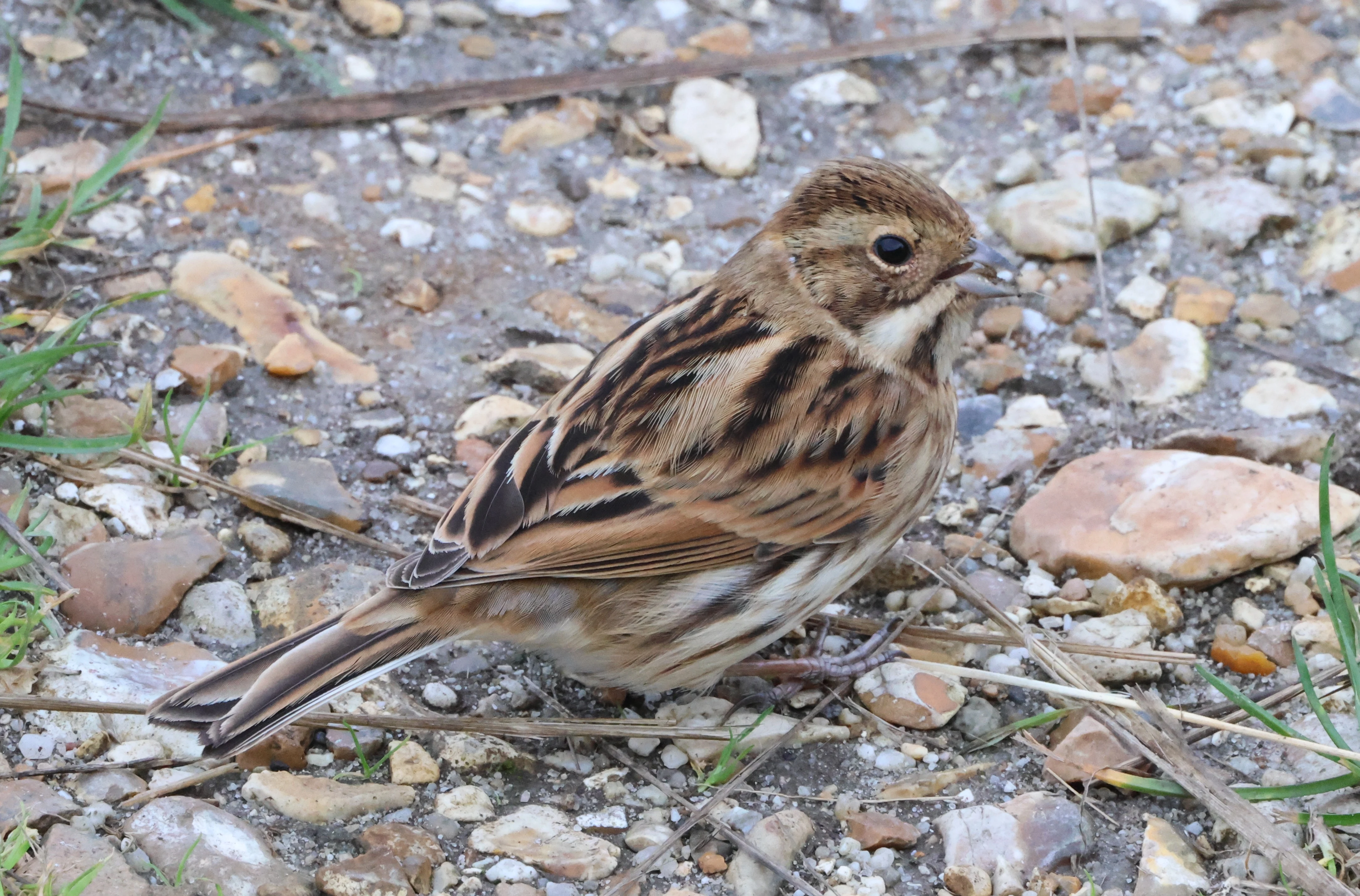 Reed Bunting, Lymington, New Forest, UK — photo by Adam Prugel-Bennett