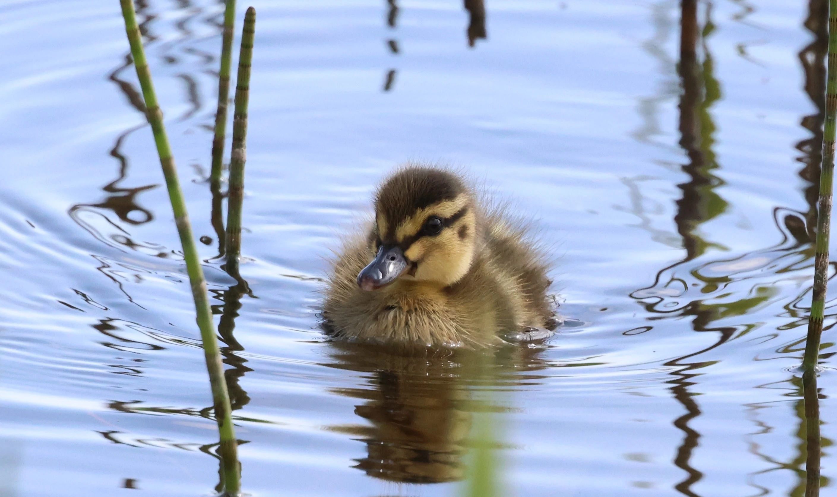 Mallard Chick, Mainland Orkney, Orkney, UK — photo by Adam Prugel-Bennett