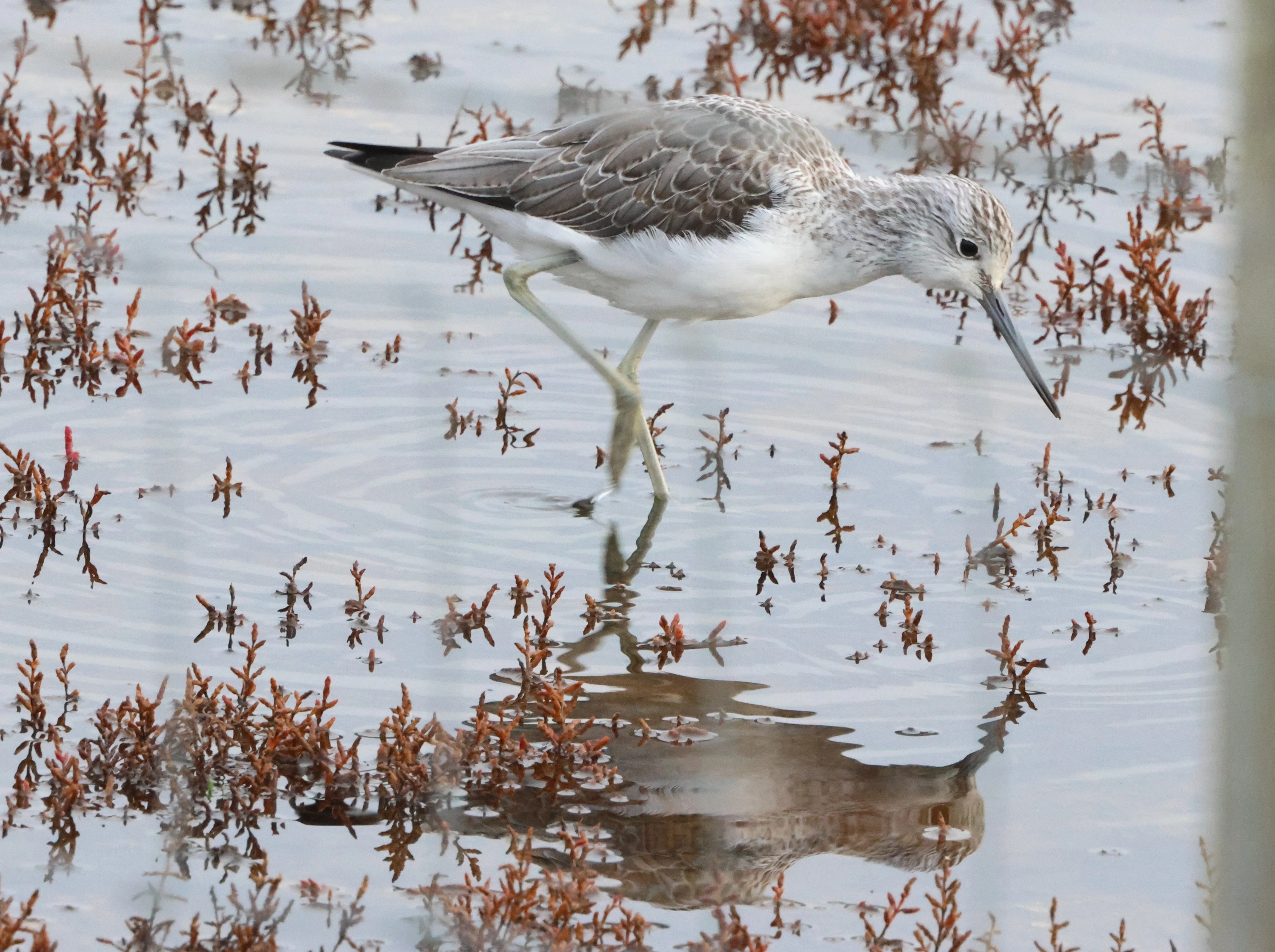 Greenshank, Lymington, New Forest, UK — photo by Adam Prugel-Bennett