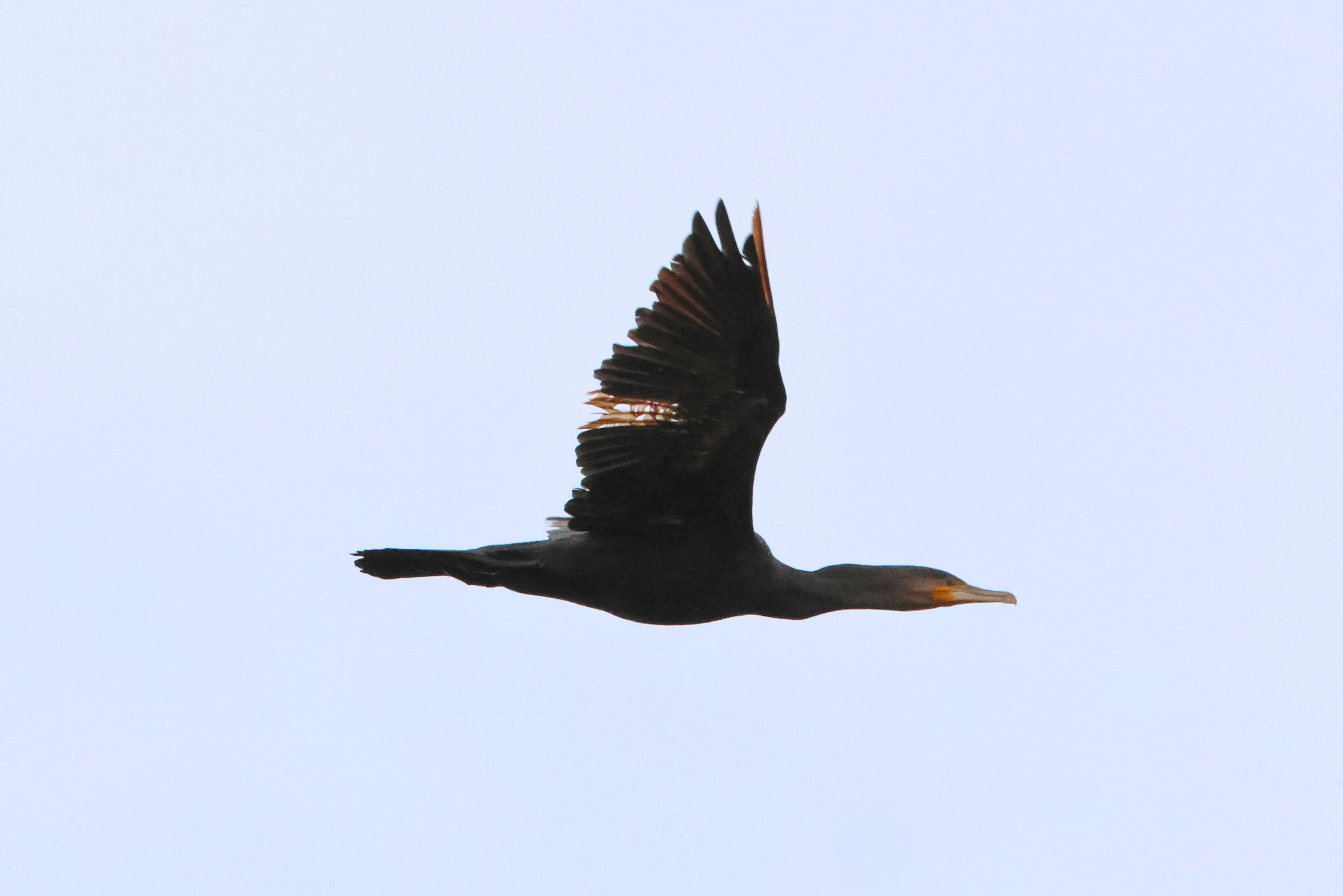 Great Cormorant, Lymington, New Forest, UK — photo by Adam Prugel-Bennett