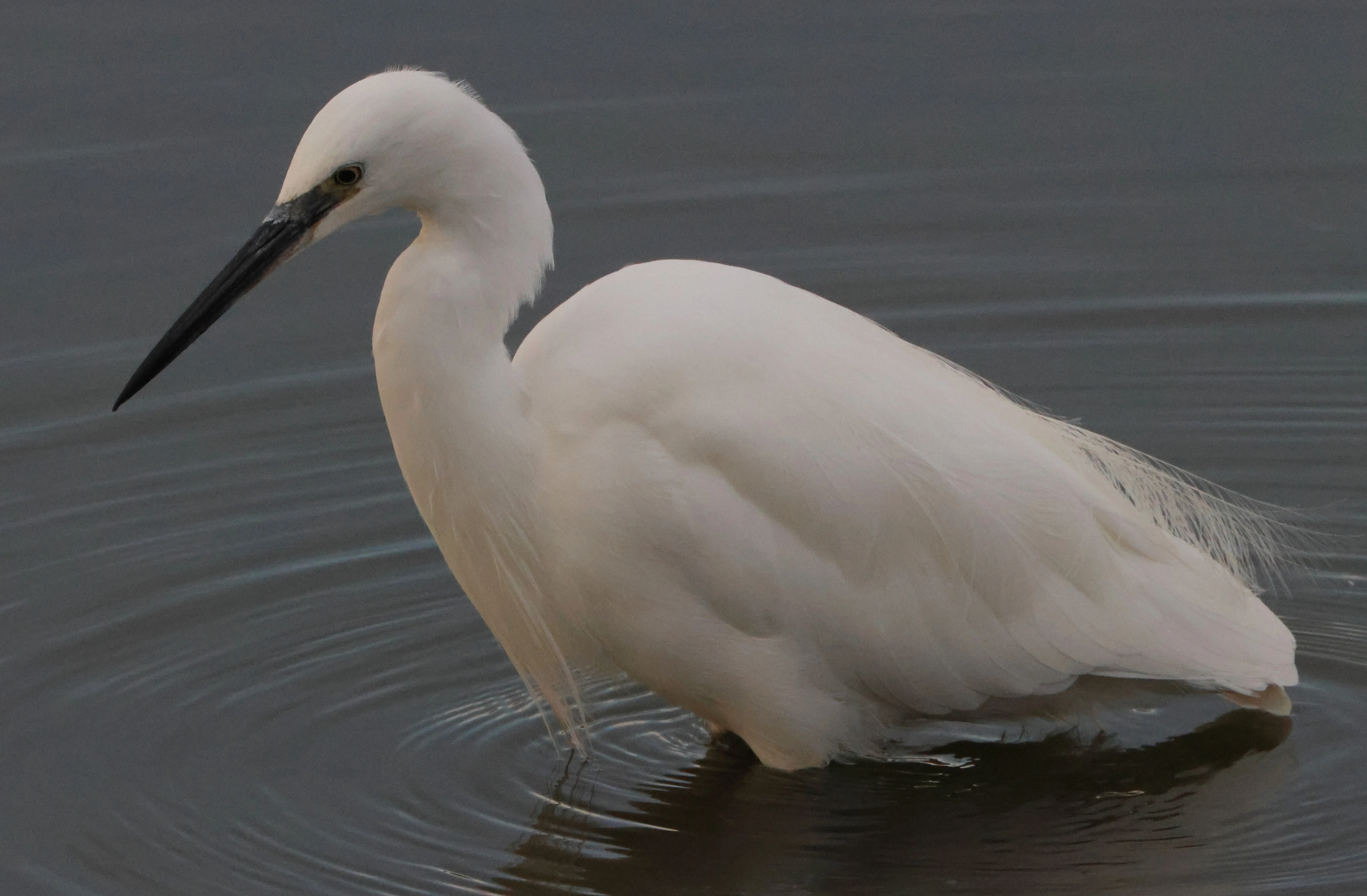 Little egret, Lymington, New Forest, UK — photo by Adam Prugel-Bennett