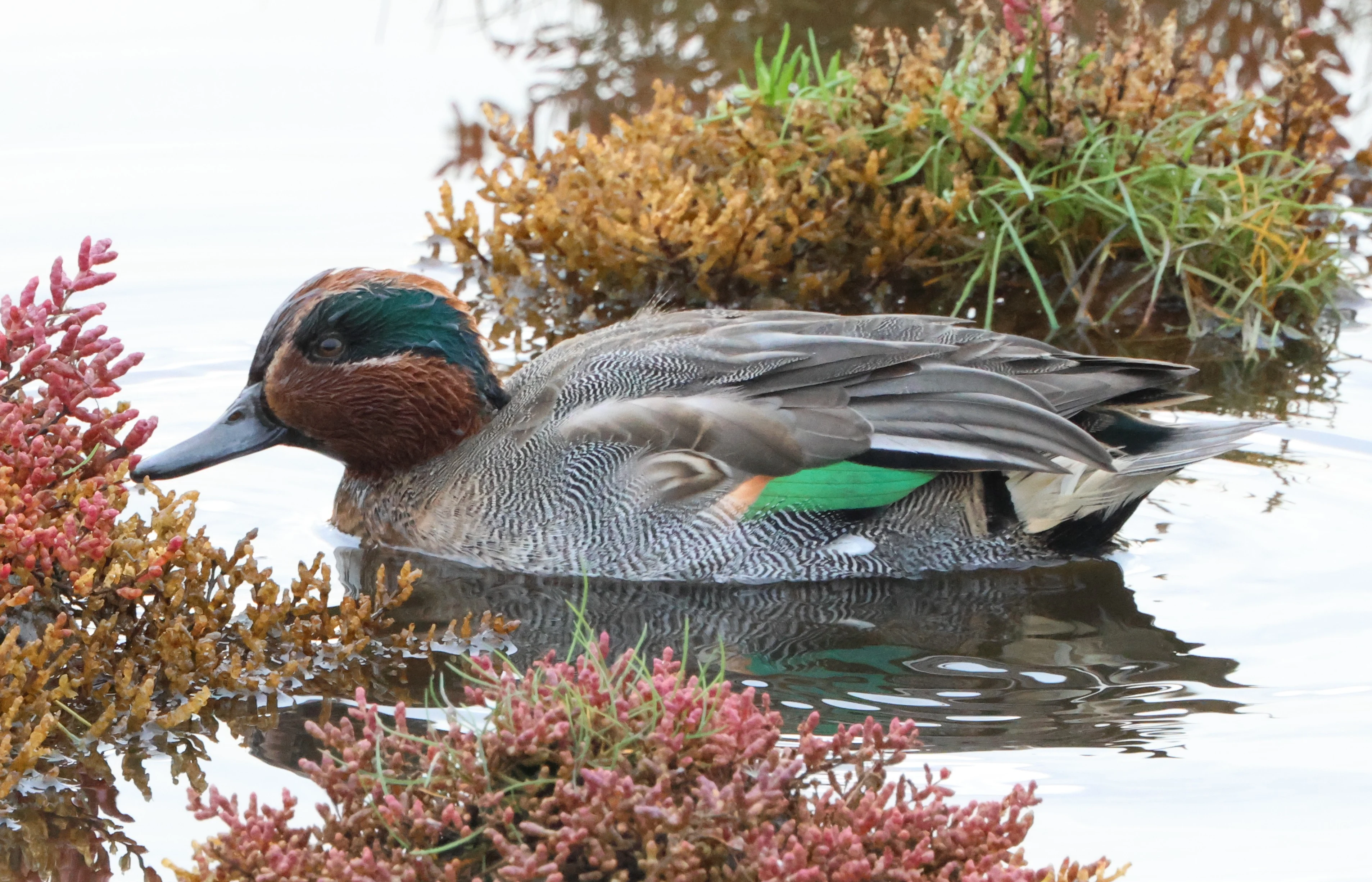 Teal, Lymington, New Forest, UK — photo by Adam Prugel-Bennett