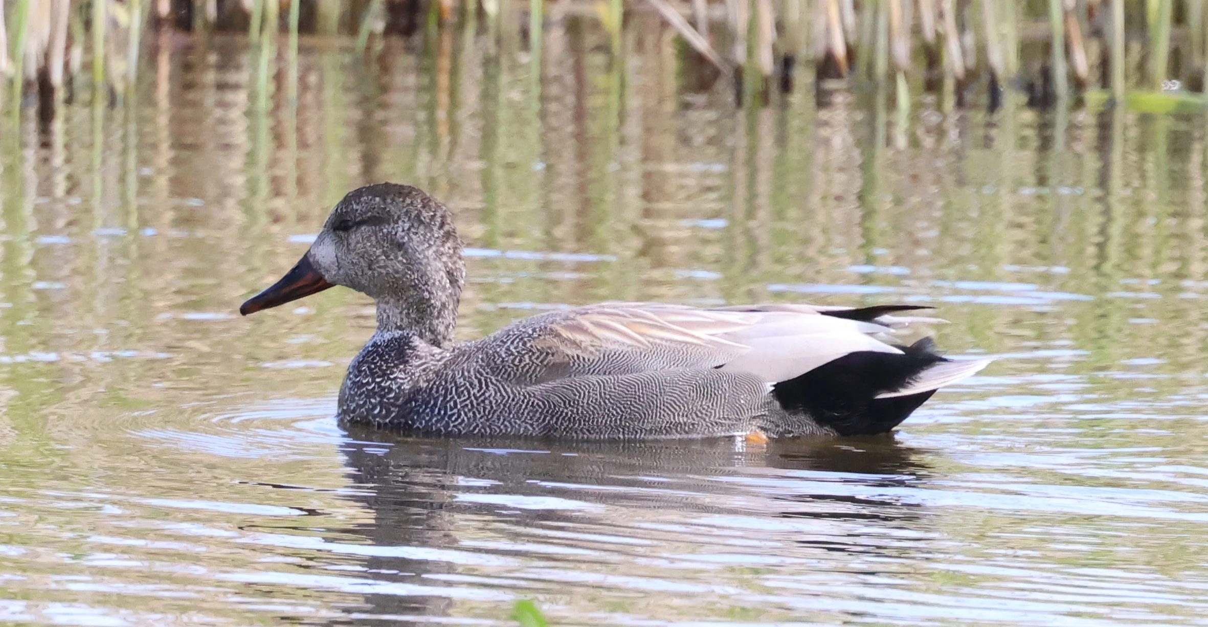 Gadwall, Mainland Orkney, Orkney, UK — photo by Adam Prugel-Bennett