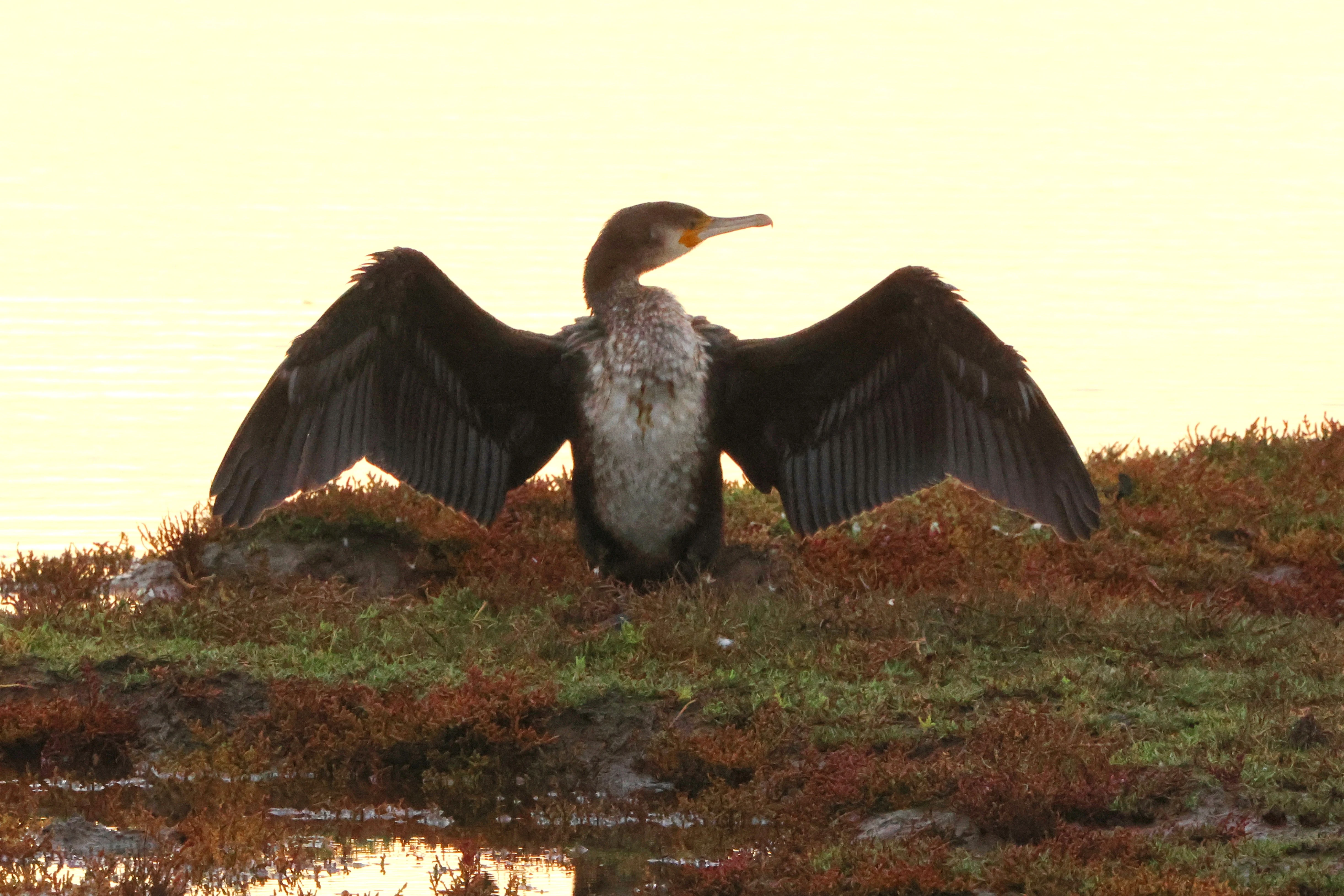 Great Cormorant, Lymington, New Forest, UK — photo by Adam Prugel-Bennett