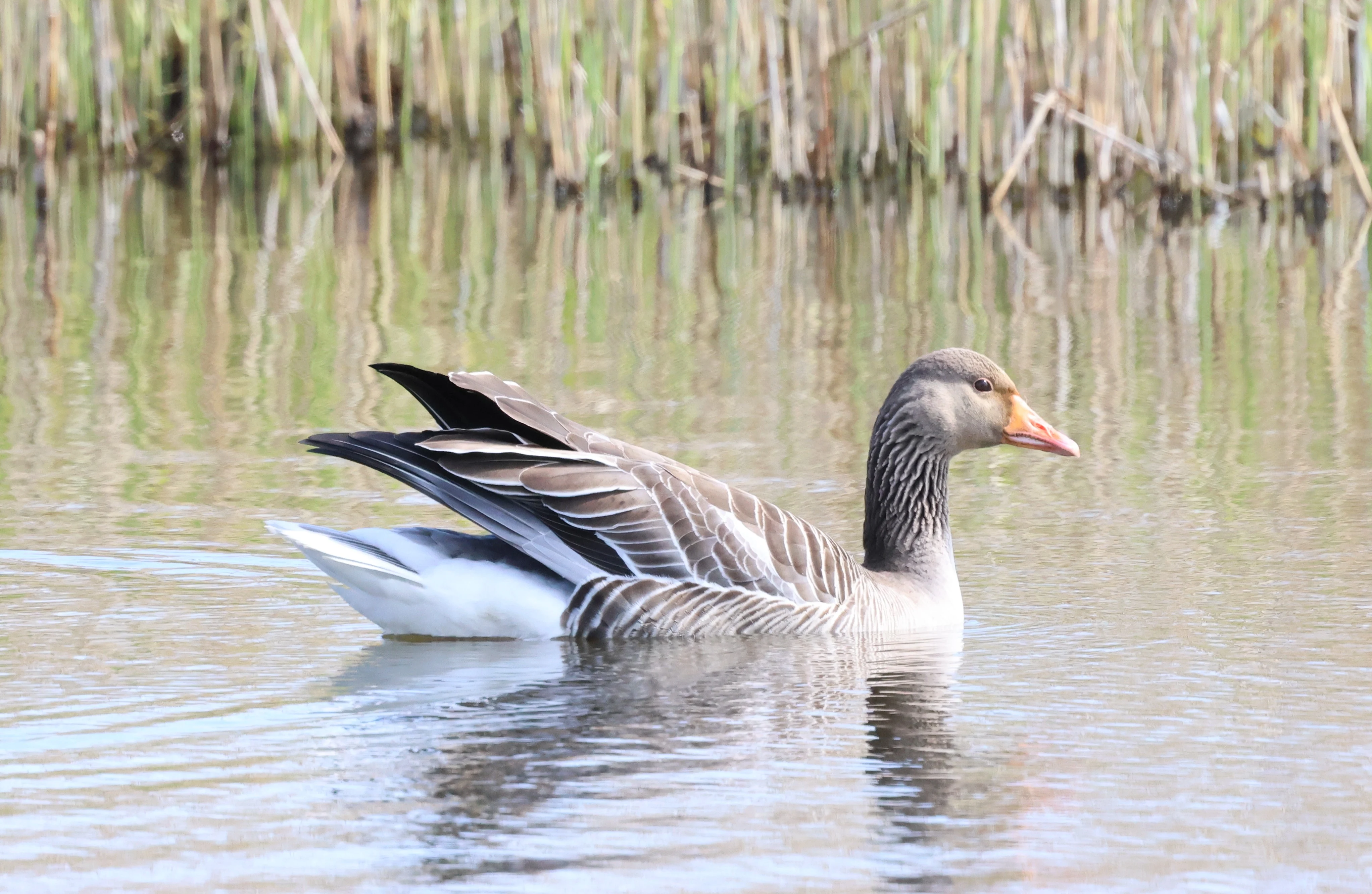 Graylag goose, Mainland Orkney, Orkney, UK — photo by Adam Prugel-Bennett