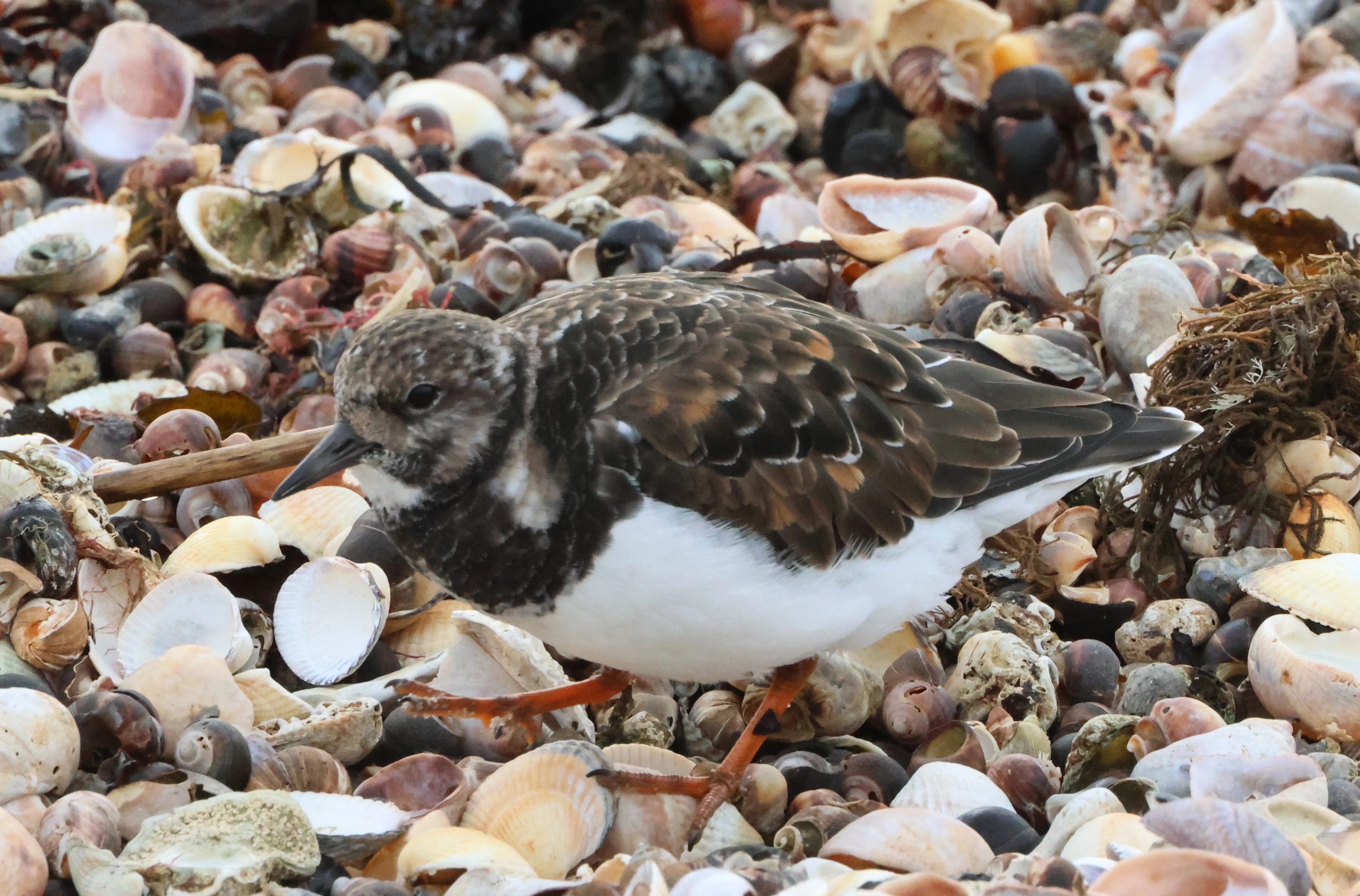 Ruddy Turnstone, Lymington, New Forest, UK — photo by Adam Prugel-Bennett