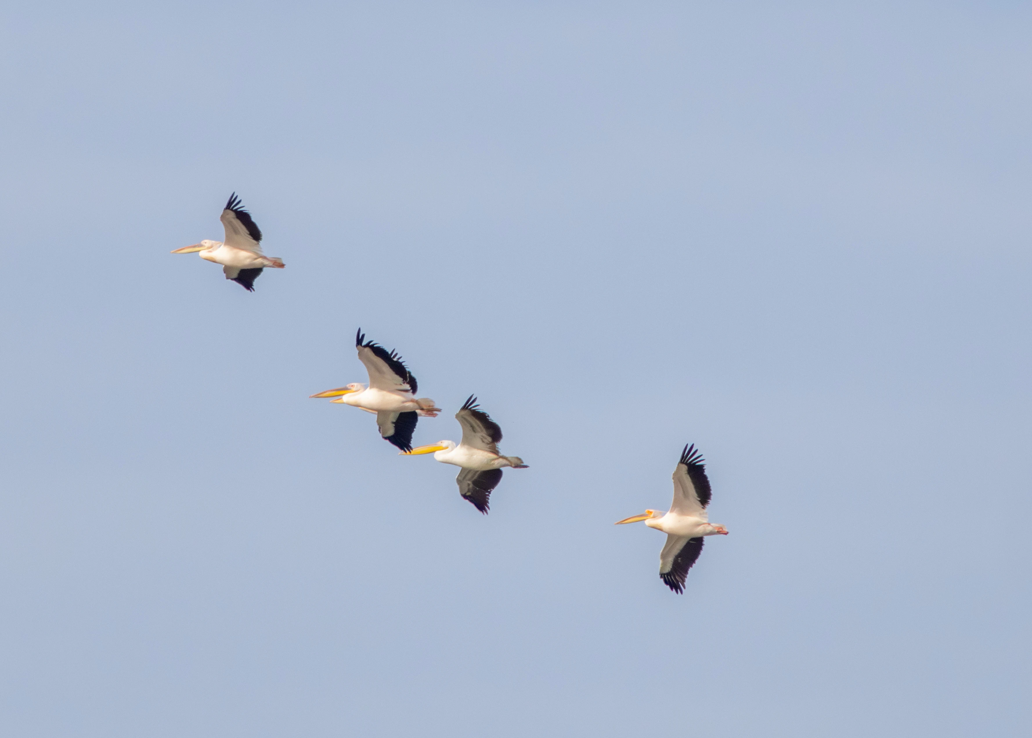 Great White Pelicans in flight, Danube Delta, Romania — photo by Adam Prugel-Bennett