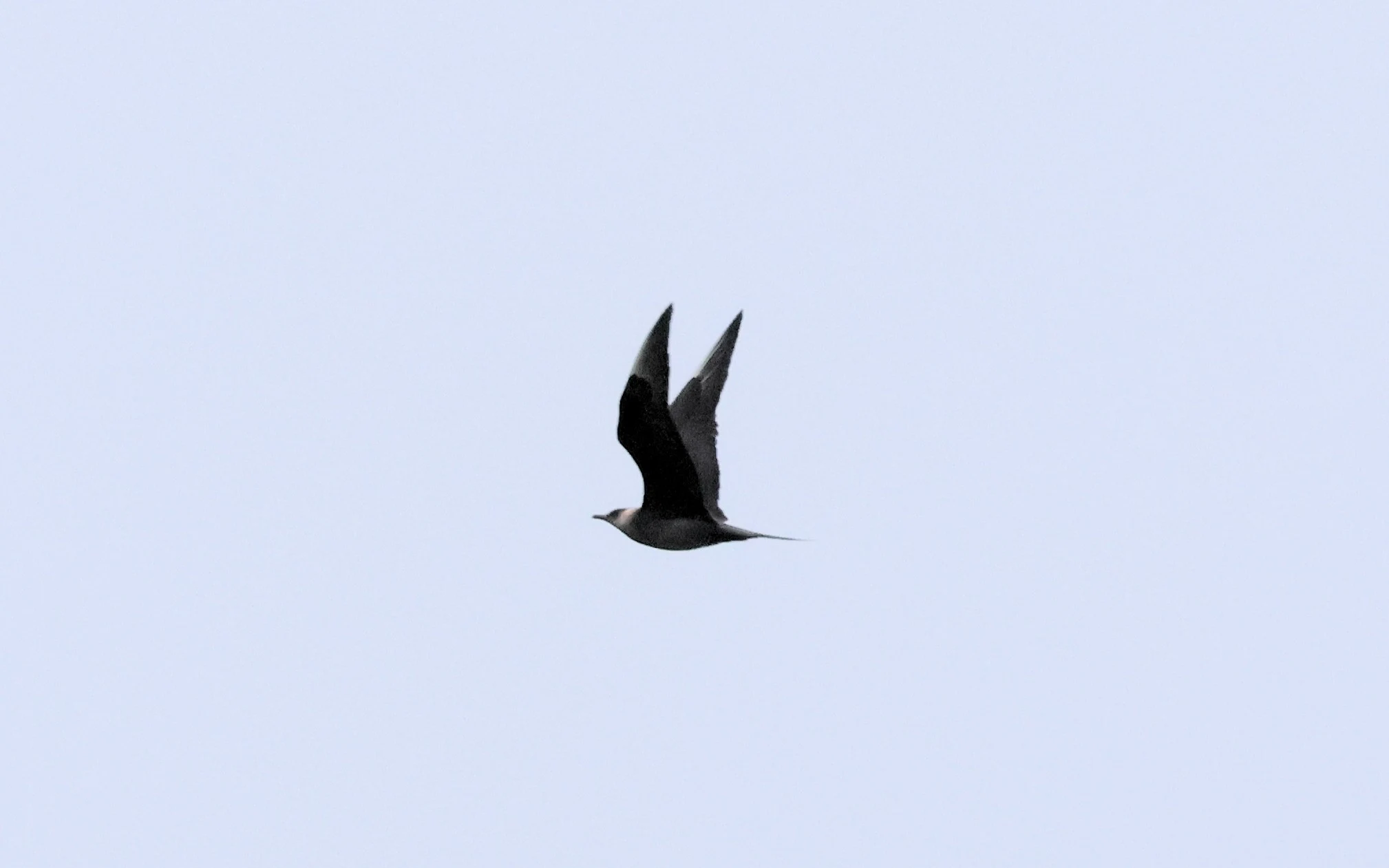 Arctic Skua, North Ronaldsay Orkney, Orkney, UK — photo by Adam Prugel-Bennett