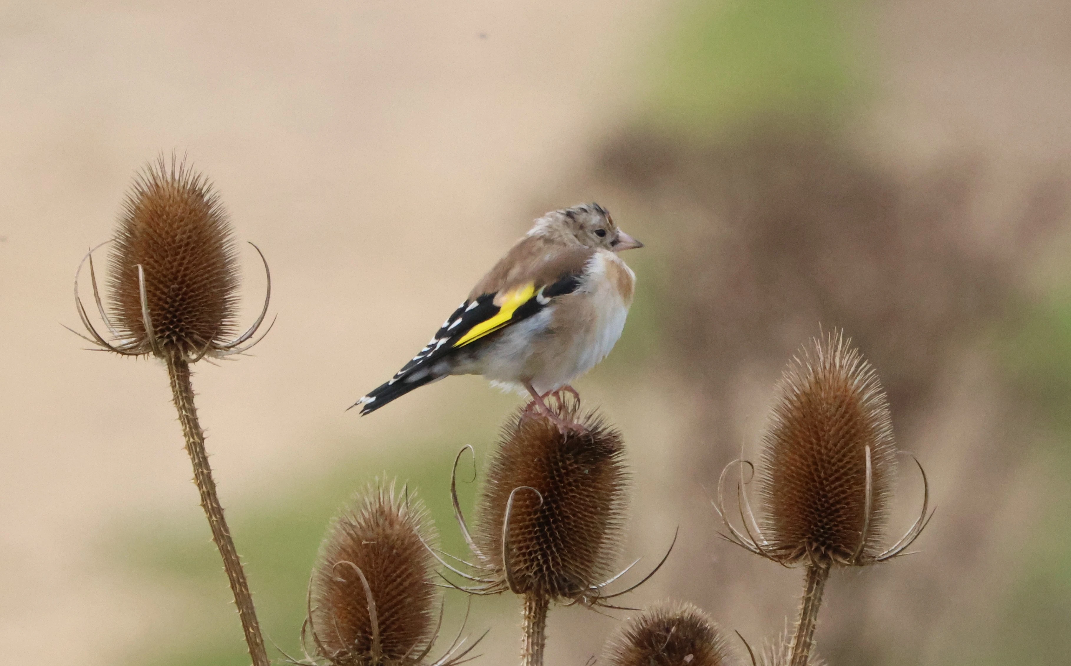 Goldfinch, Lymington, New Forest, UK — photo by Adam Prugel-Bennett