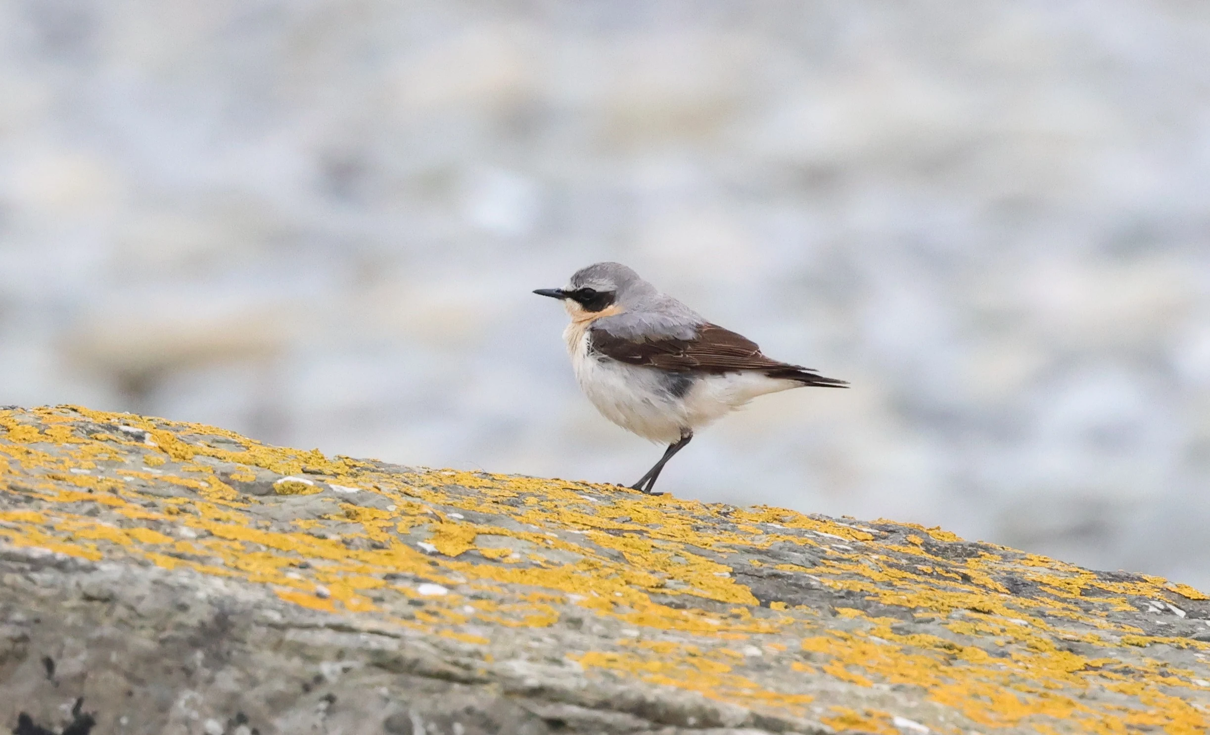 Northern Wheatear, North Ronaldsay Orkney, Orkney, UK — photo by Adam Prugel-Bennett