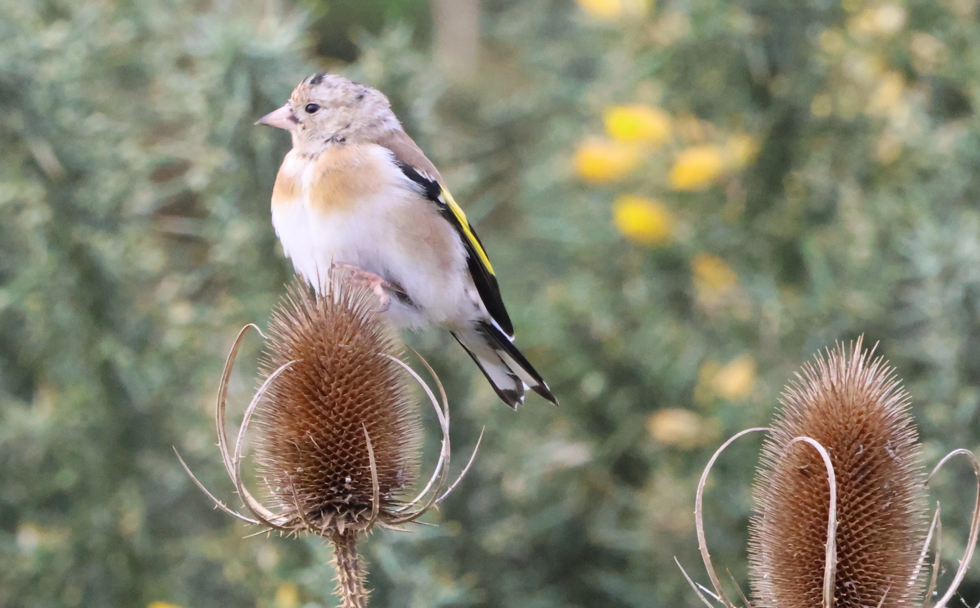 Goldfinch, Lymington, New Forest, UK — photo by Adam Prugel-Bennett