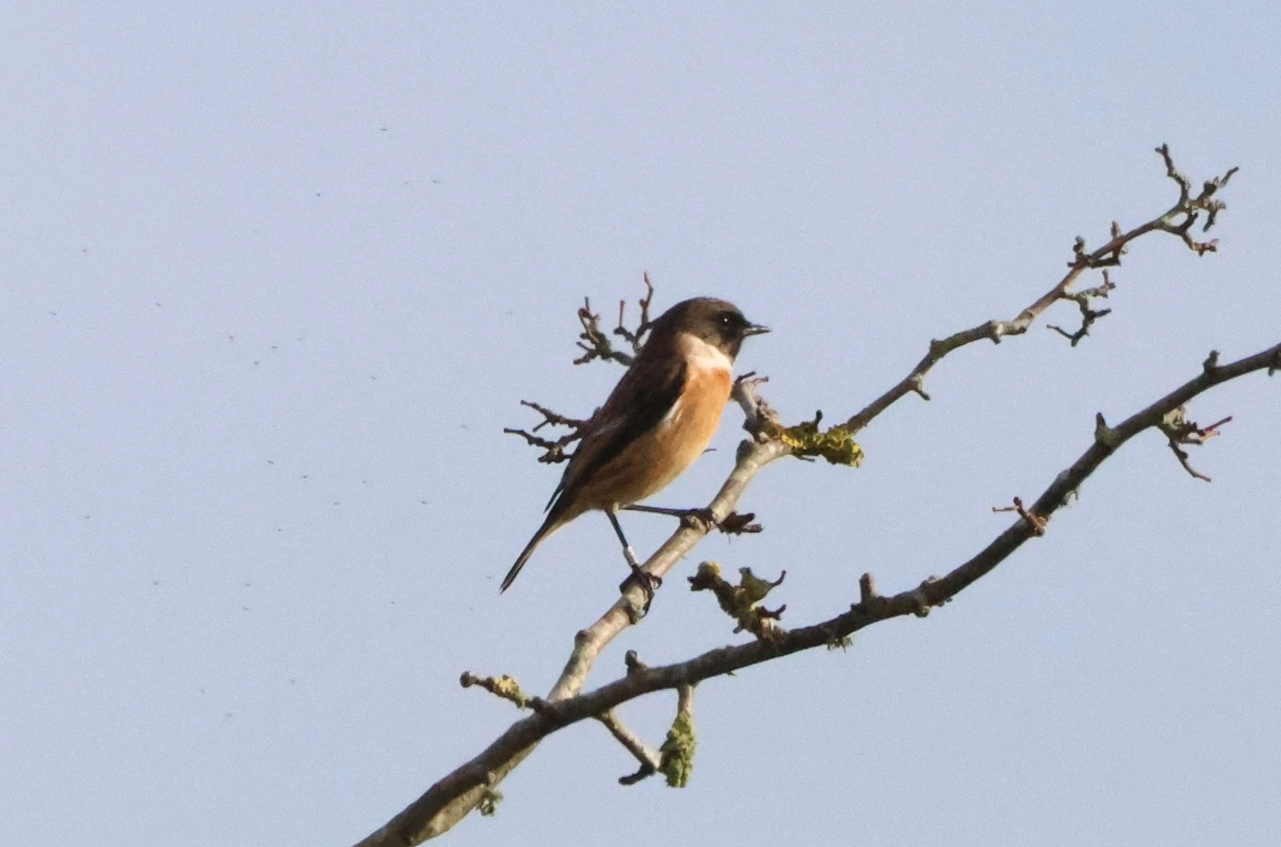 Stonechat, New Forest, UK — photo by Adam Prugel-Bennett