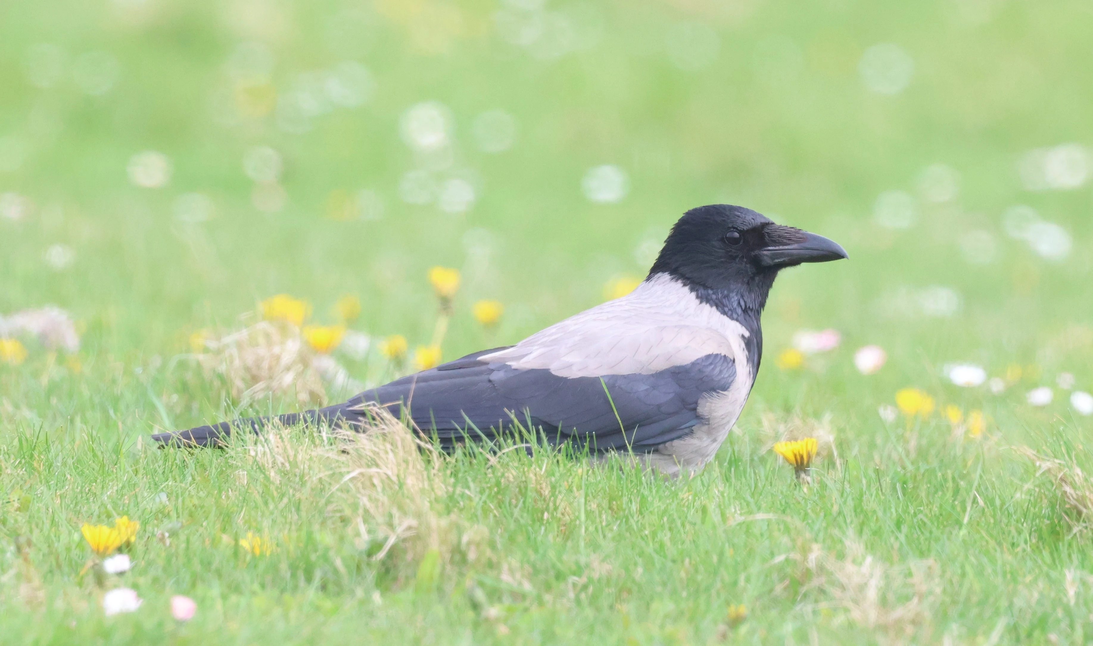 Hooded Crow, North Ronaldsay Orkney, Orkney, UK — photo by Adam Prugel-Bennett