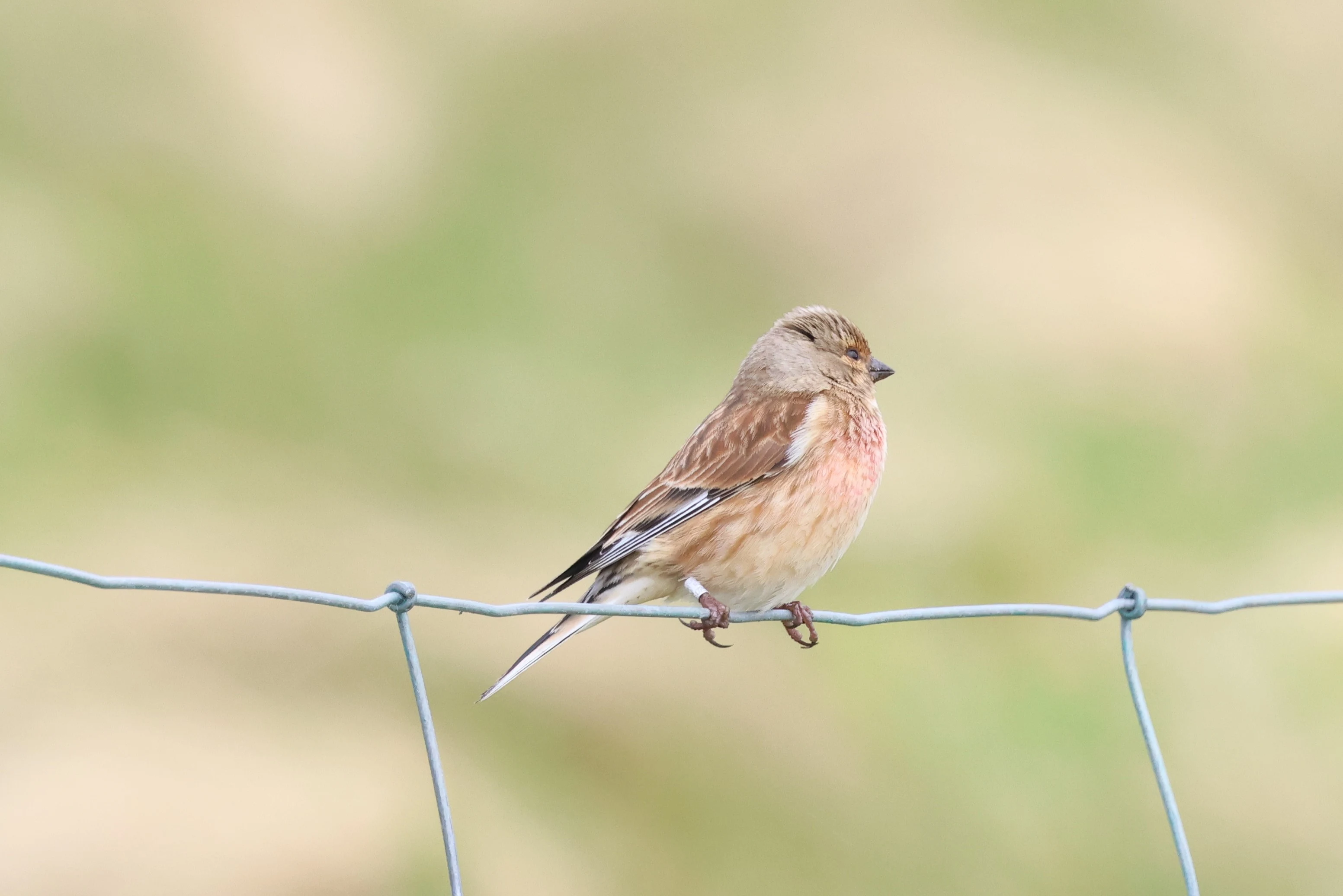 Linnet, North Ronaldsay Orkney, Orkney, UK — photo by Adam Prugel-Bennett