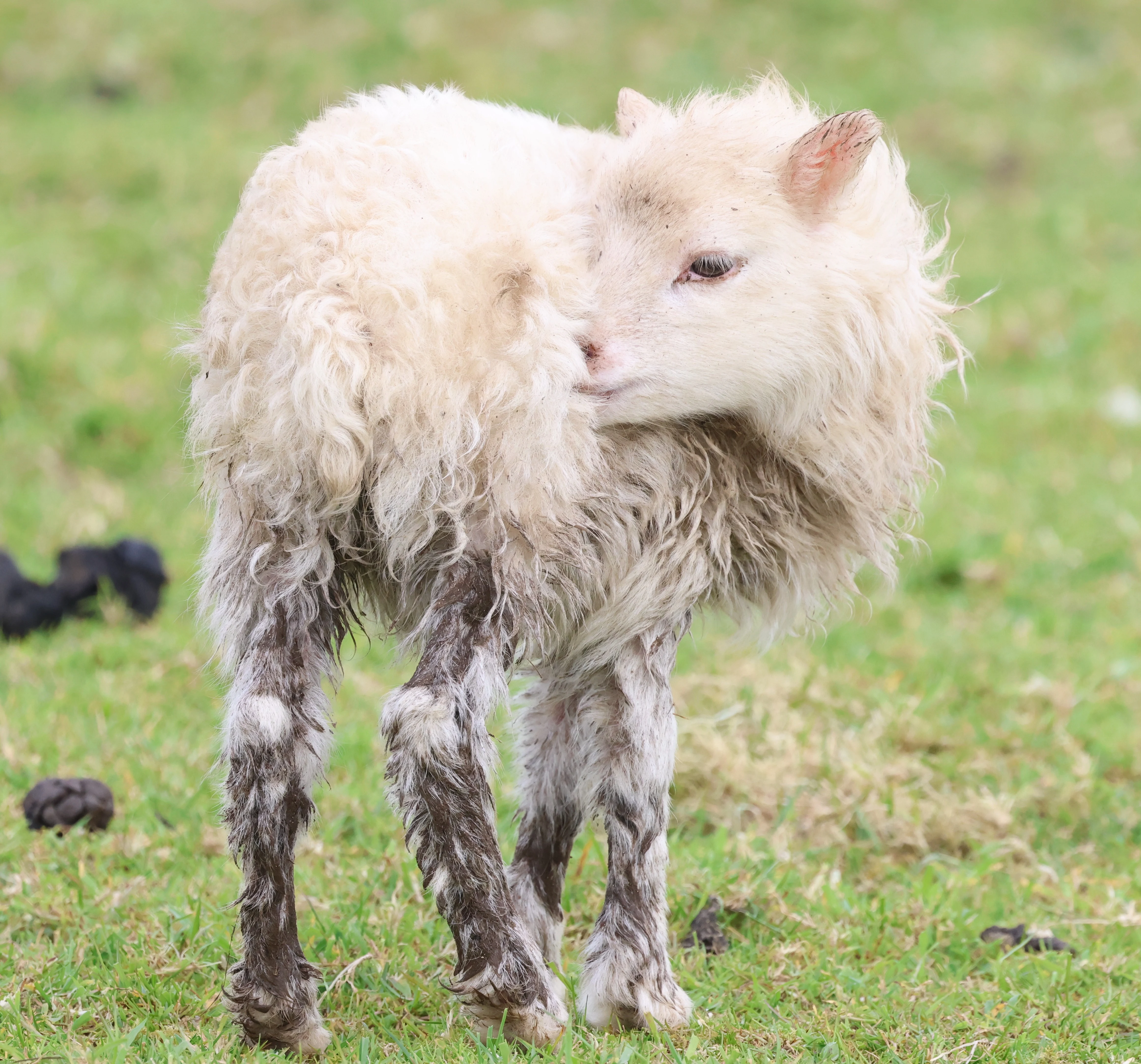 Lamb, North Ronaldsay Orkney, Orkney, UK — photo by Adam Prugel-Bennett