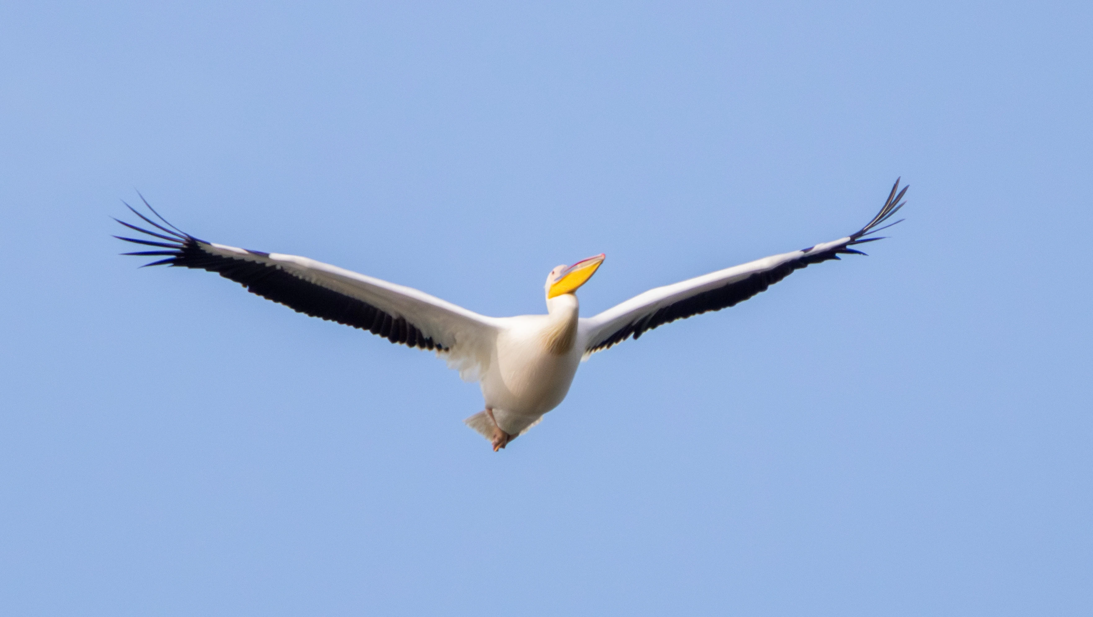 Great White Pelican, Danube Delta, Romania — photo by Adam Prugel-Bennett