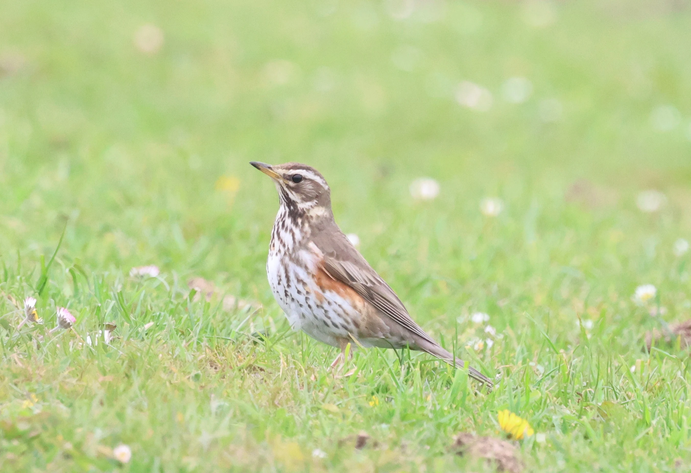 Redwing, North Ronaldsay Orkney, Orkney, UK — photo by Adam Prugel-Bennett