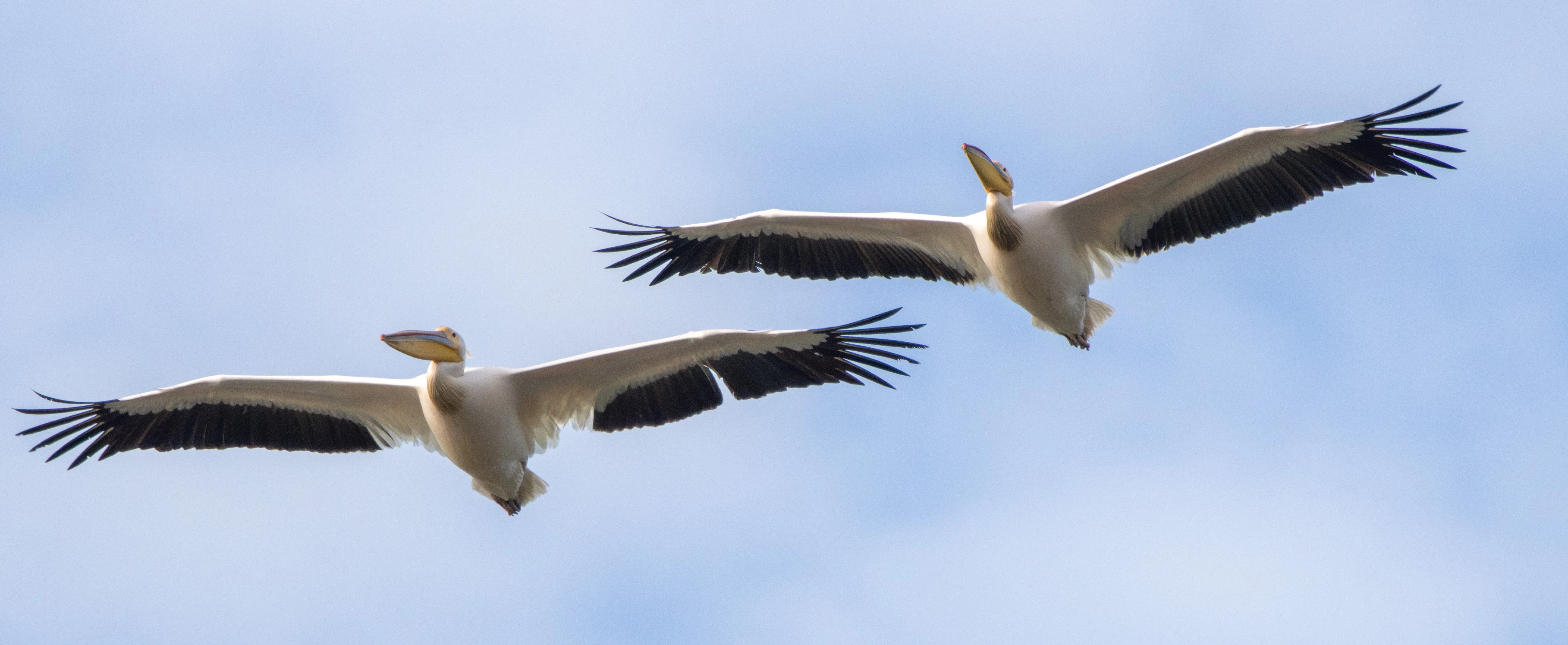 Great White Pelican, Danube Delta, Romania — photo by Adam Prugel-Bennett