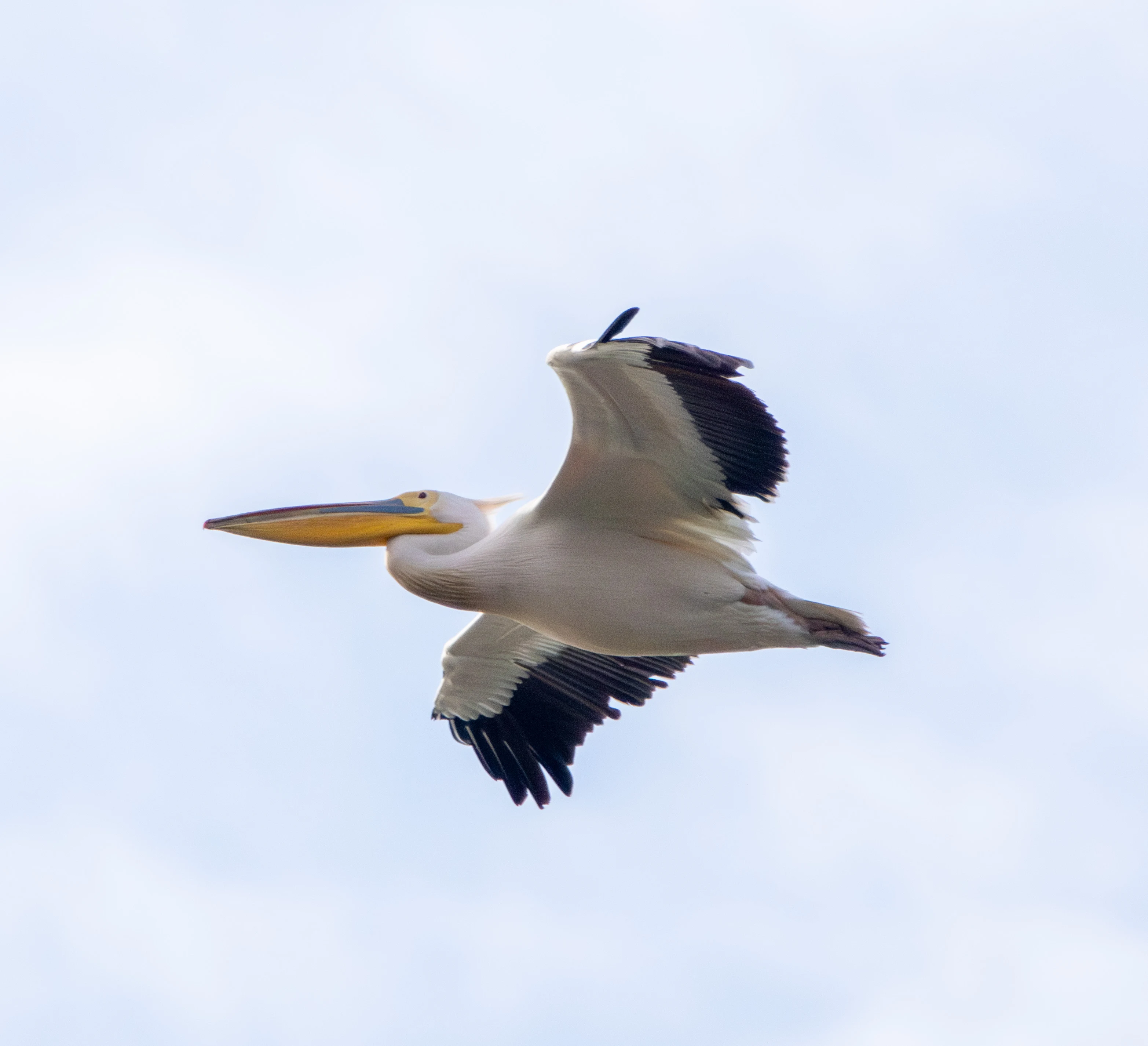 Great White Pelican in flight, Danube Delta, Romania — photo by Adam Prugel-Bennett