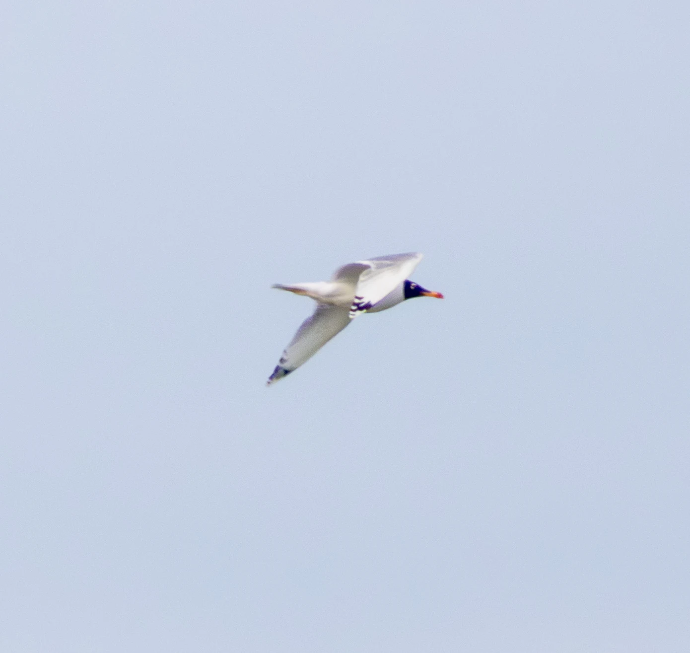 Pallas's Gull in flight, Danube Delta, Romania — photo by Adam Prugel-Bennett