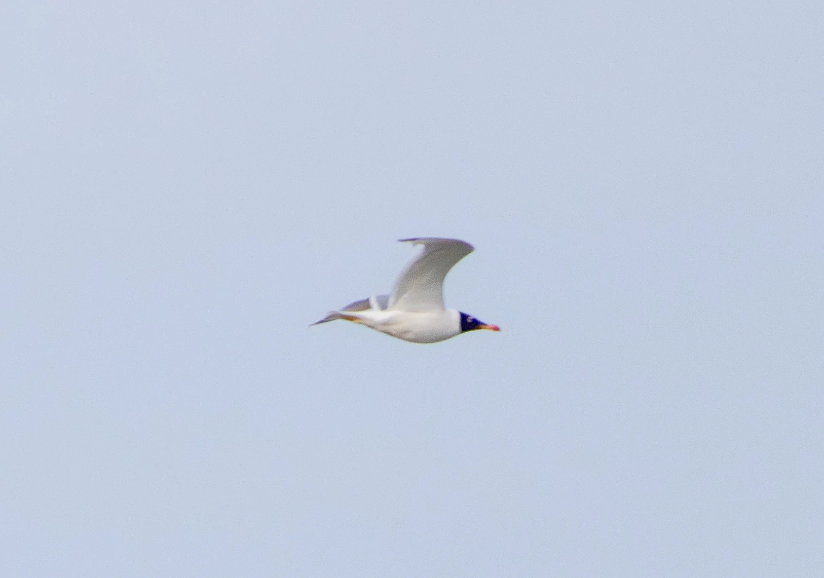 Pallas's Gull in flight, Danube Delta, Romania — photo by Adam Prugel-Bennett