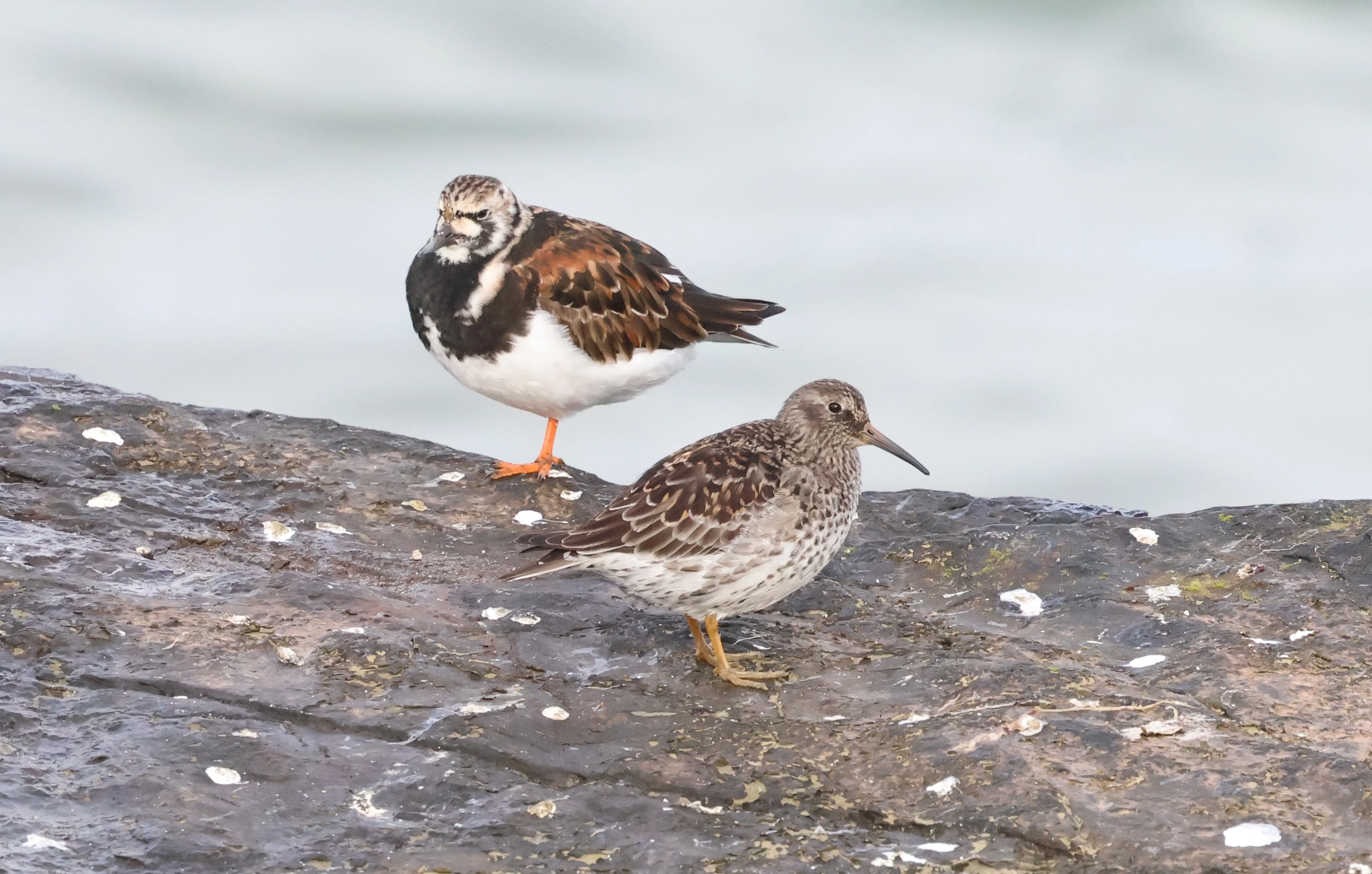 Ruddy Turnstone and Purple Sandpiper, North Ronaldsay Orkney, Orkney, UK — photo by Adam Prugel-Bennett
