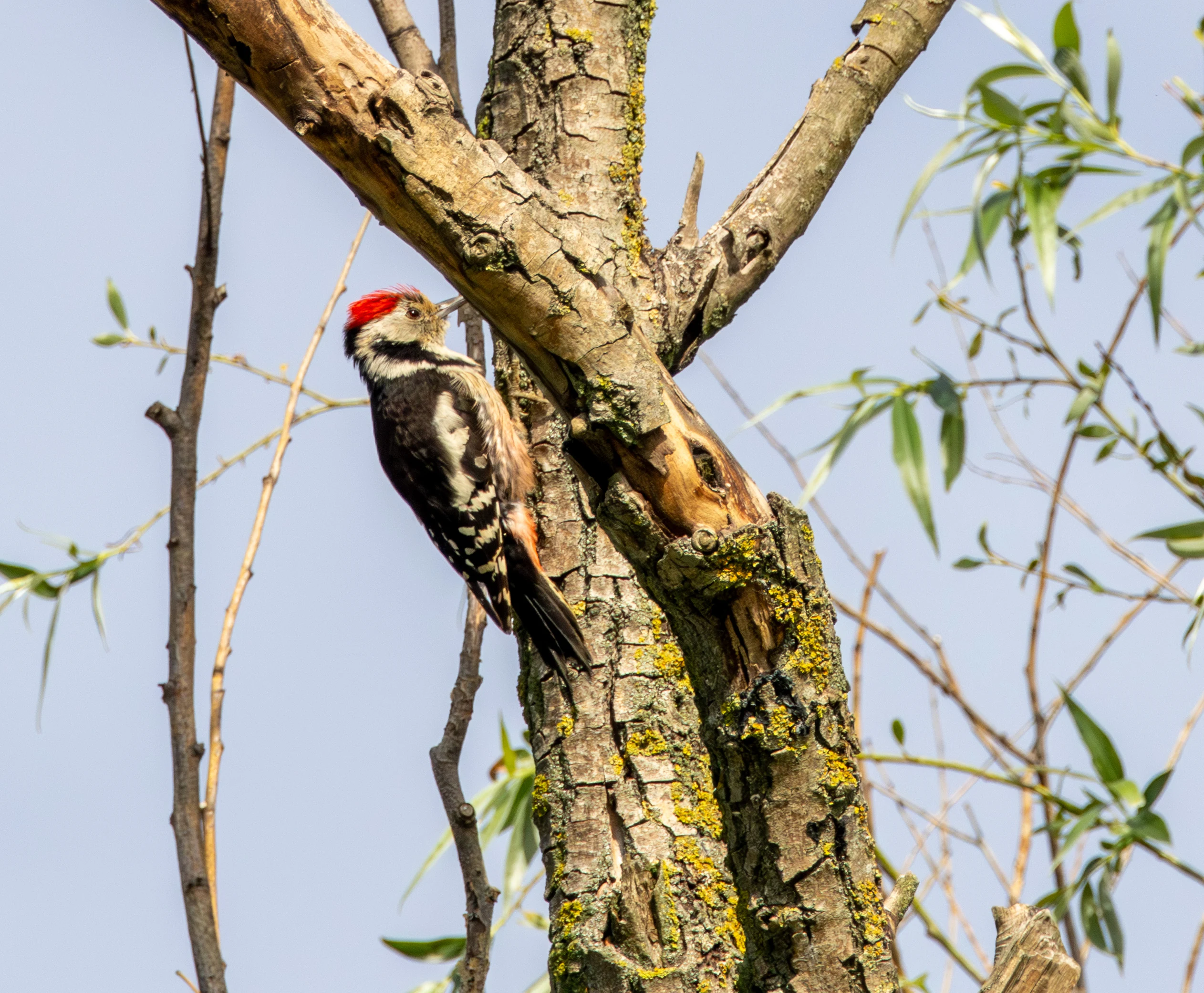 Middle Spotted Woodpecker, Danube Delta, Romania — photo by Adam Prugel-Bennett