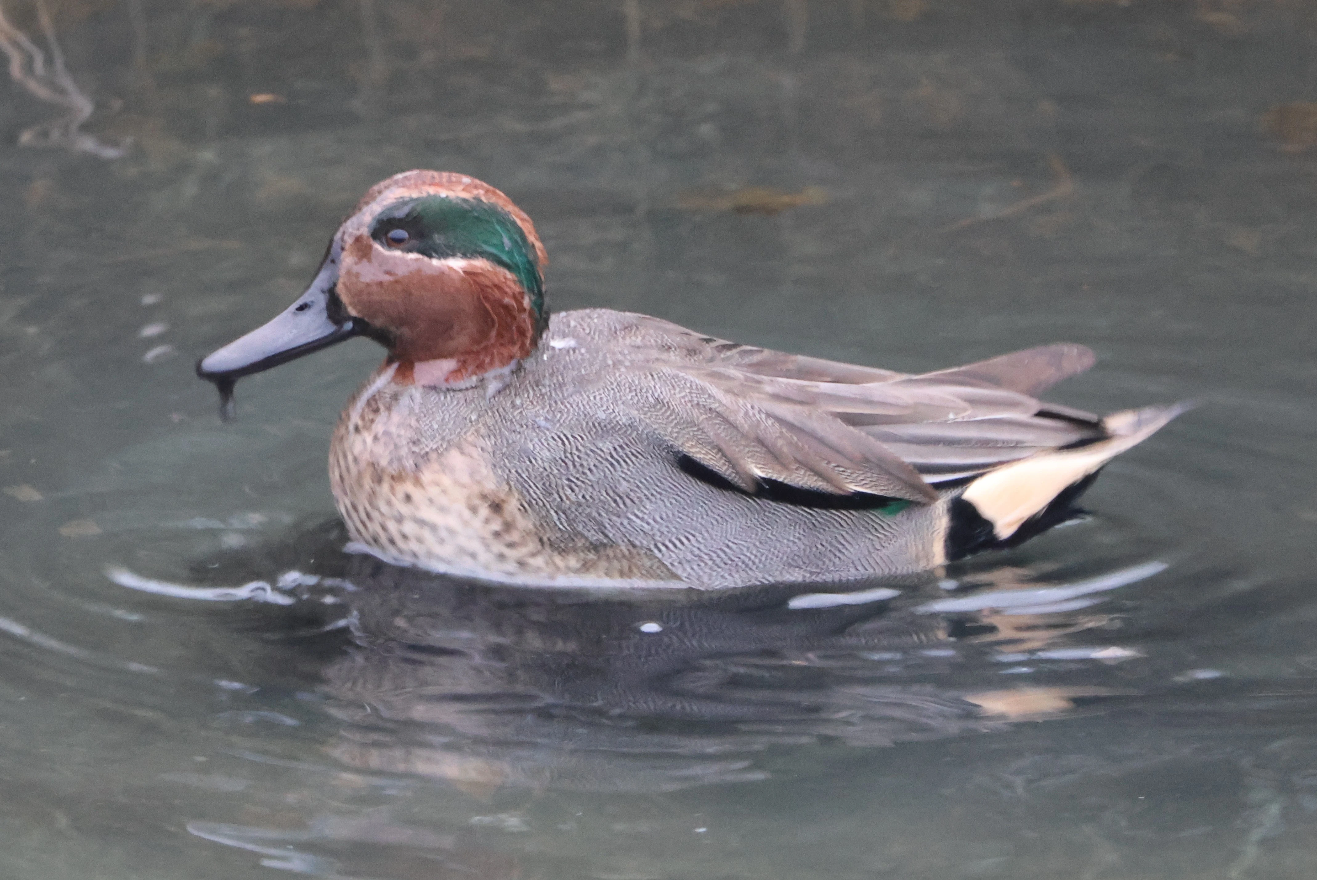 Teal, Lymington, New Forest, UK — photo by Adam Prugel-Bennett