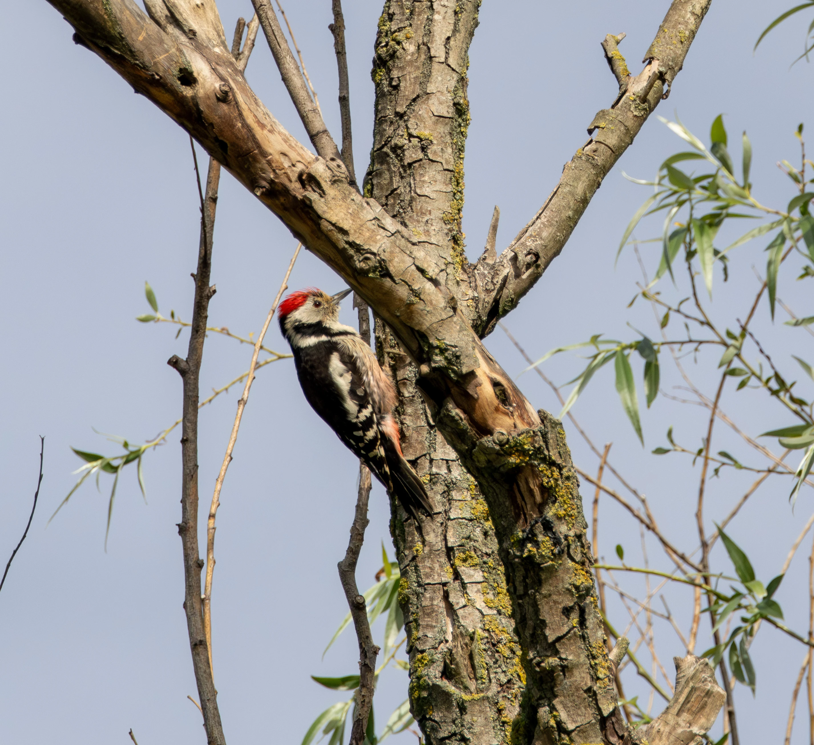 Middle Spotted Woodpecker, Danube Delta, Romania — photo by Adam Prugel-Bennett