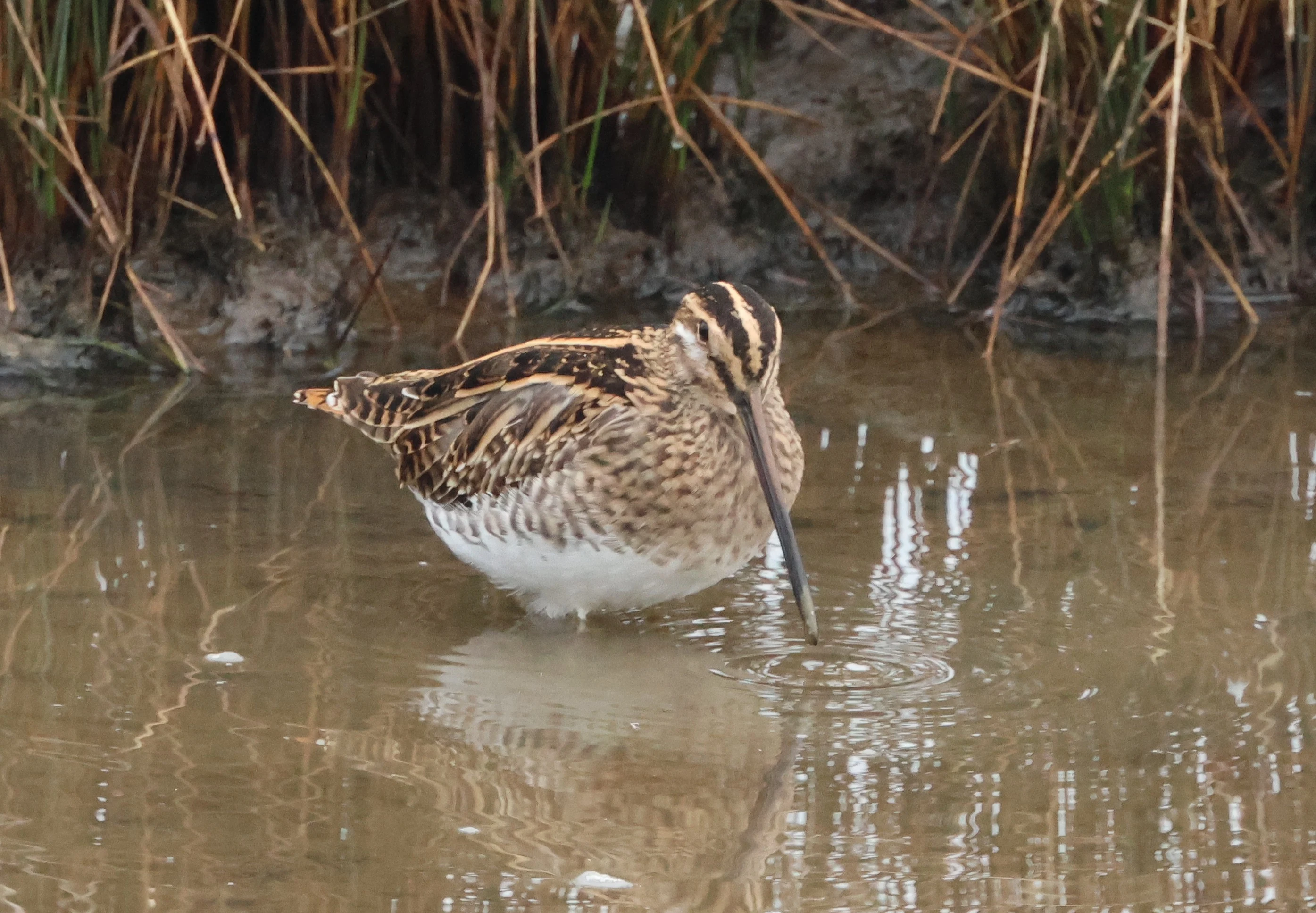 Common Snipe, Lymington, New Forest, UK — photo by Adam Prugel-Bennett
