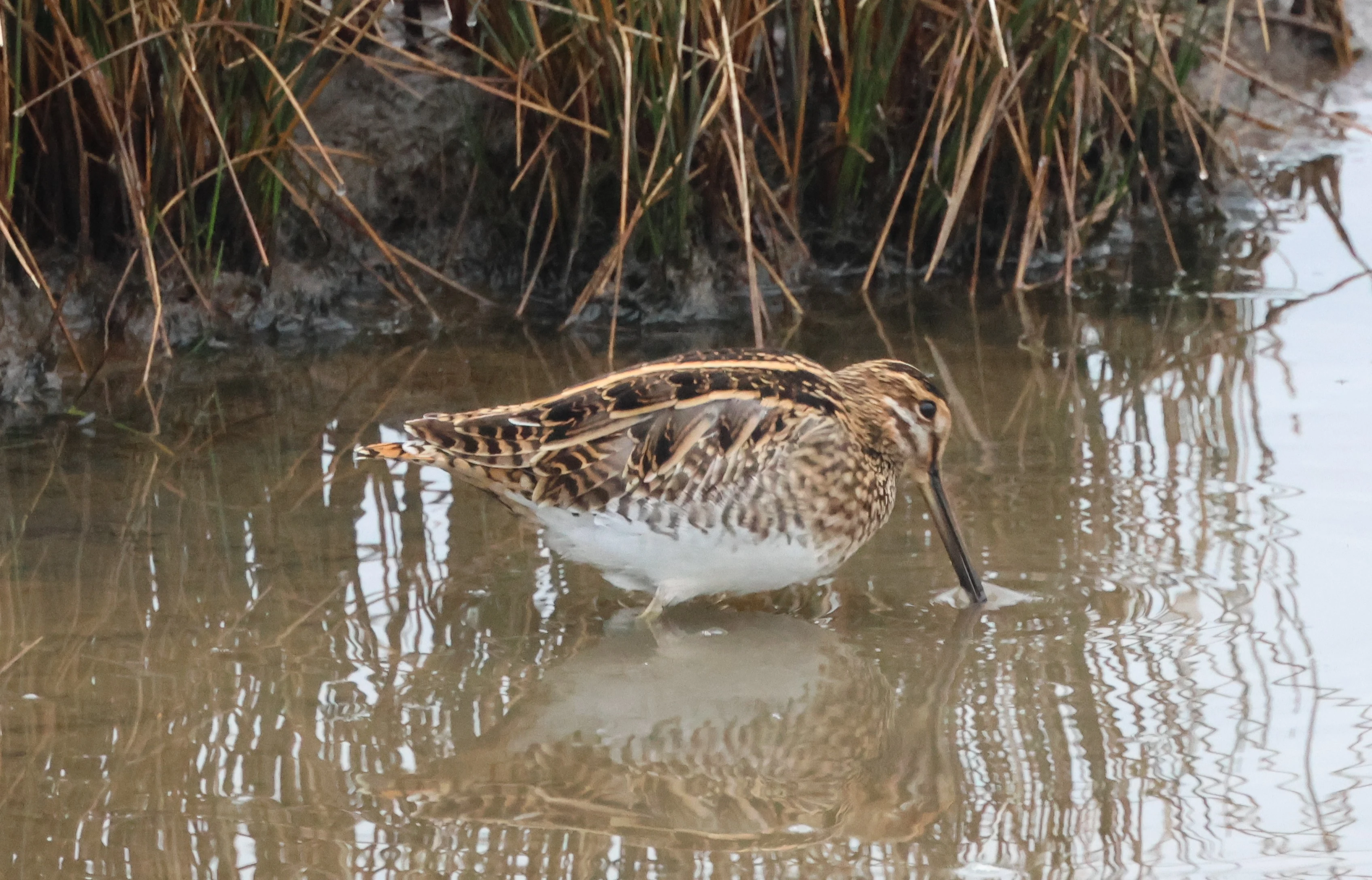 Common Snipe, Lymington, New Forest, UK — photo by Adam Prugel-Bennett