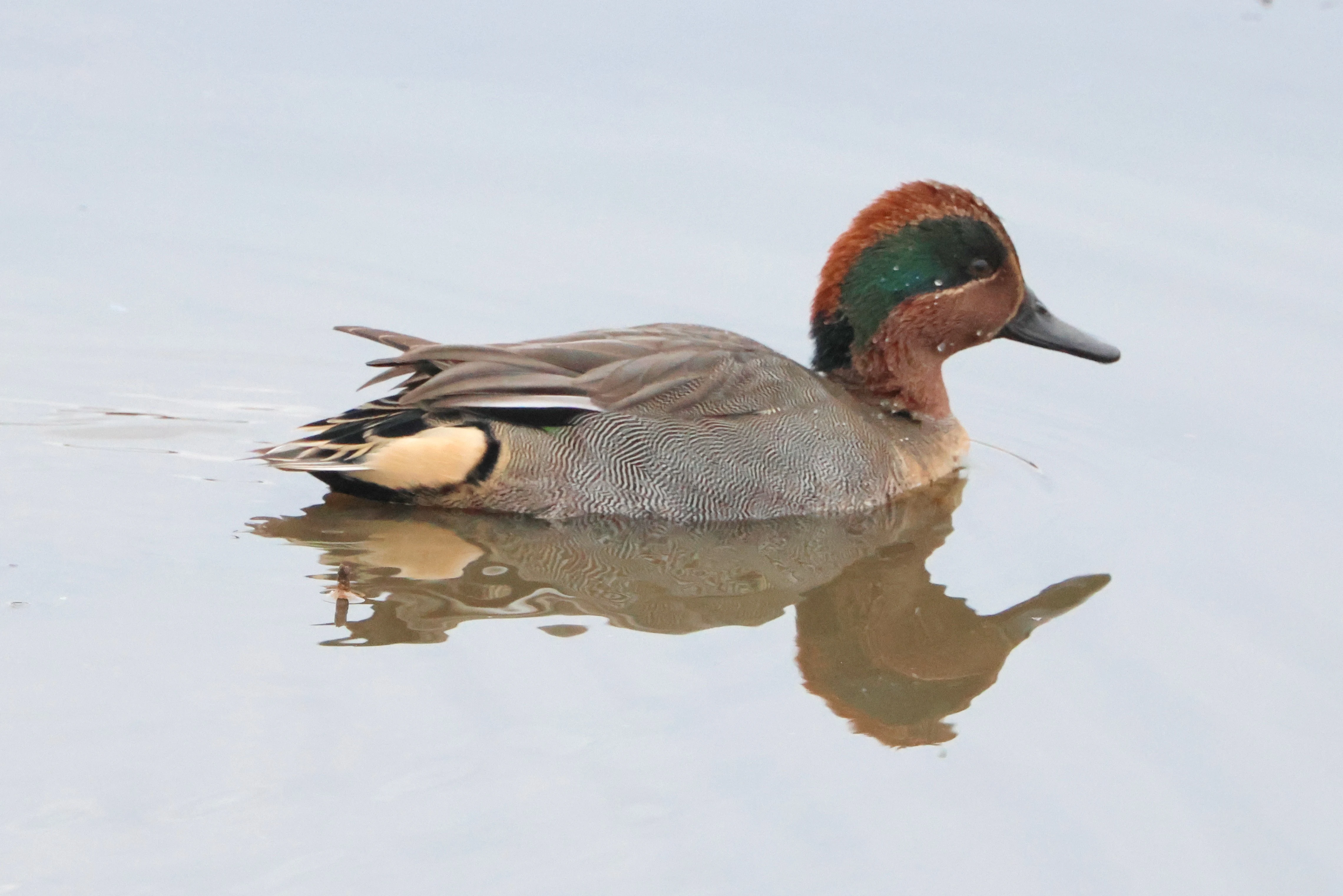 Teal, Lymington, New Forest, UK — photo by Adam Prugel-Bennett