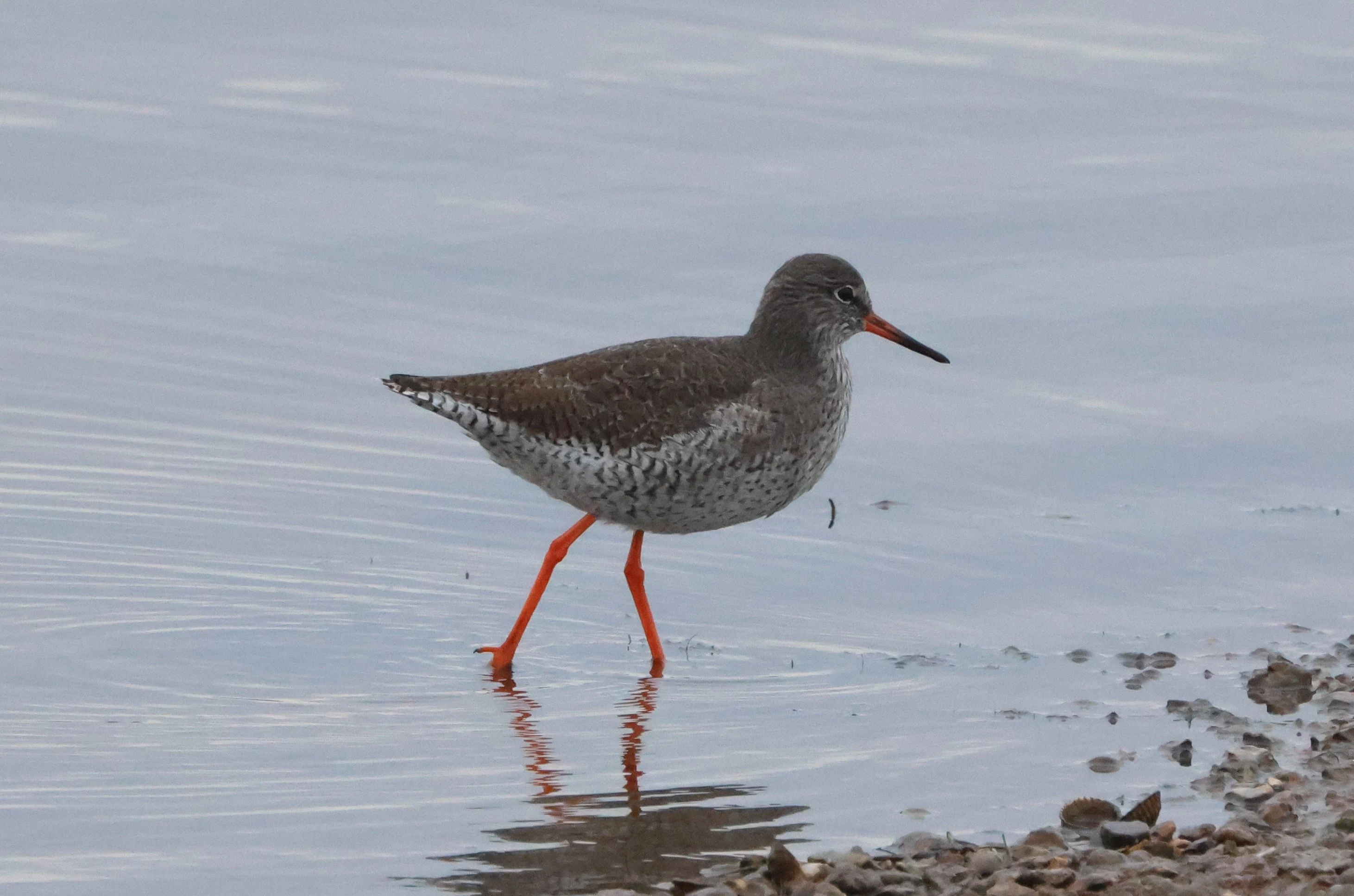 Common redshank, Lymington, New Forest, UK — photo by Adam Prugel-Bennett