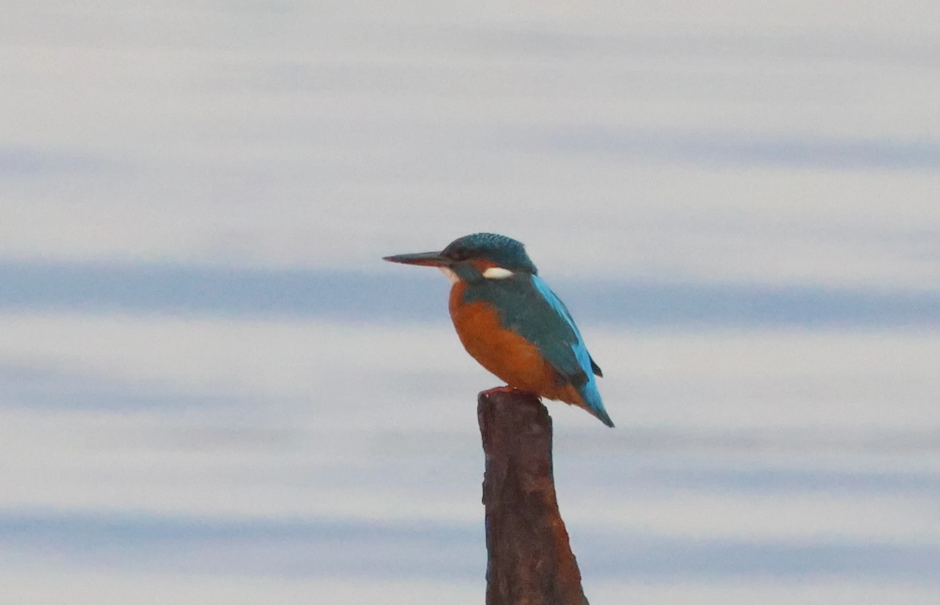 Kingfisher, Lymington, New Forest, UK — photo by Adam Prugel-Bennett