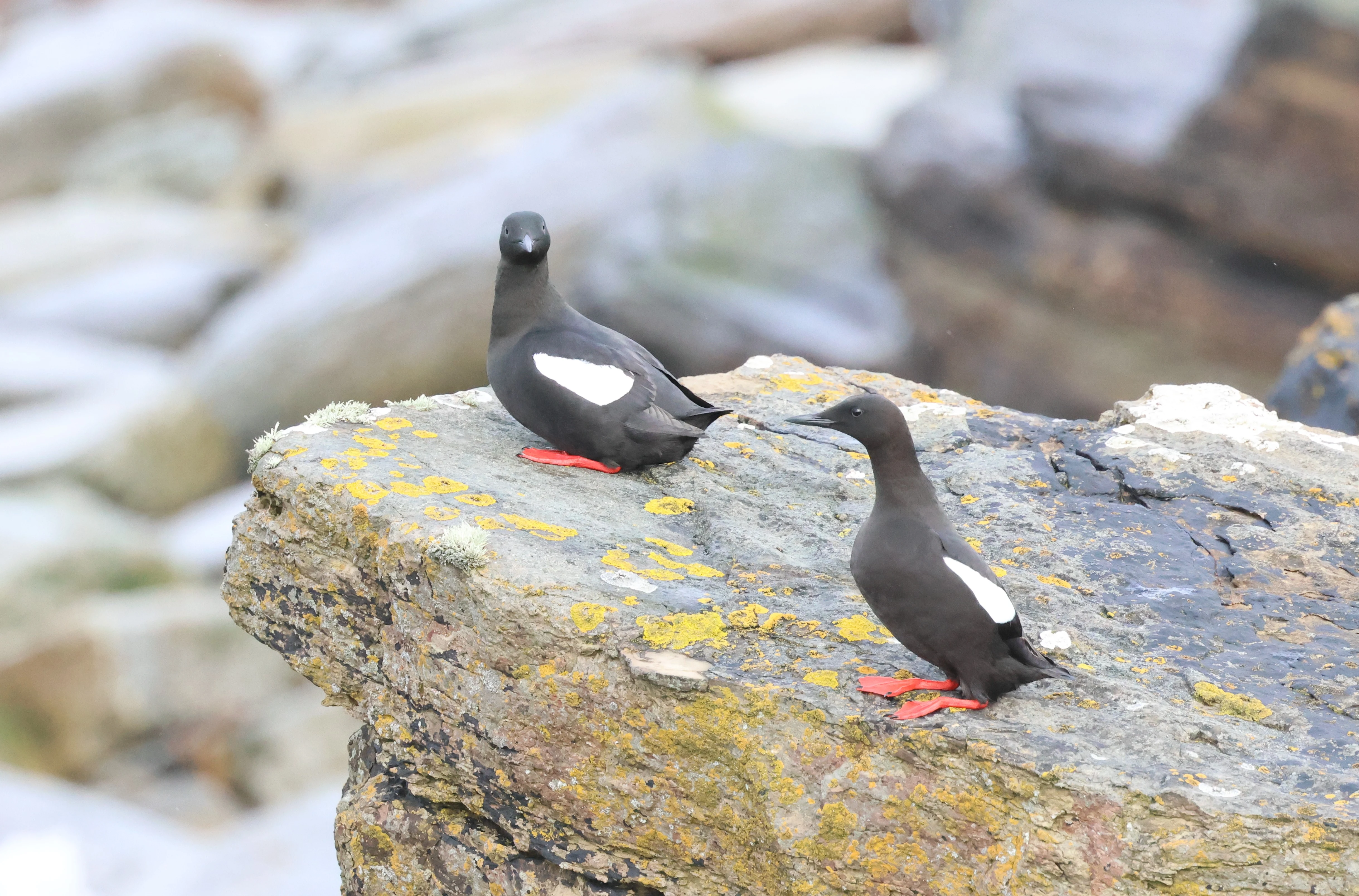Black guillemot, North Ronaldsay Orkney, Orkney, UK — photo by Adam Prugel-Bennett