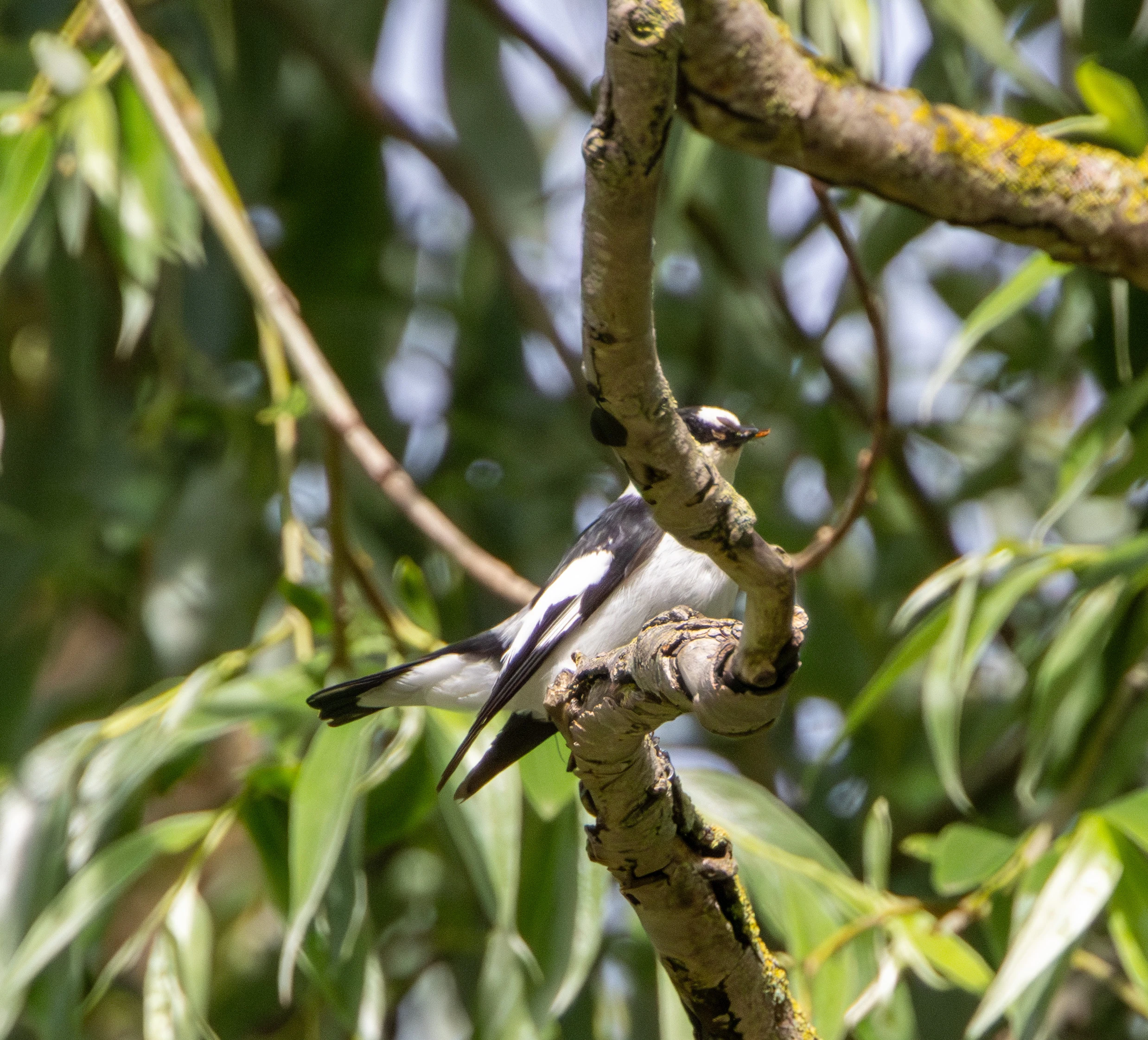 Collared flycatcher, Danube Delta, Romania — photo by Adam Prugel-Bennett