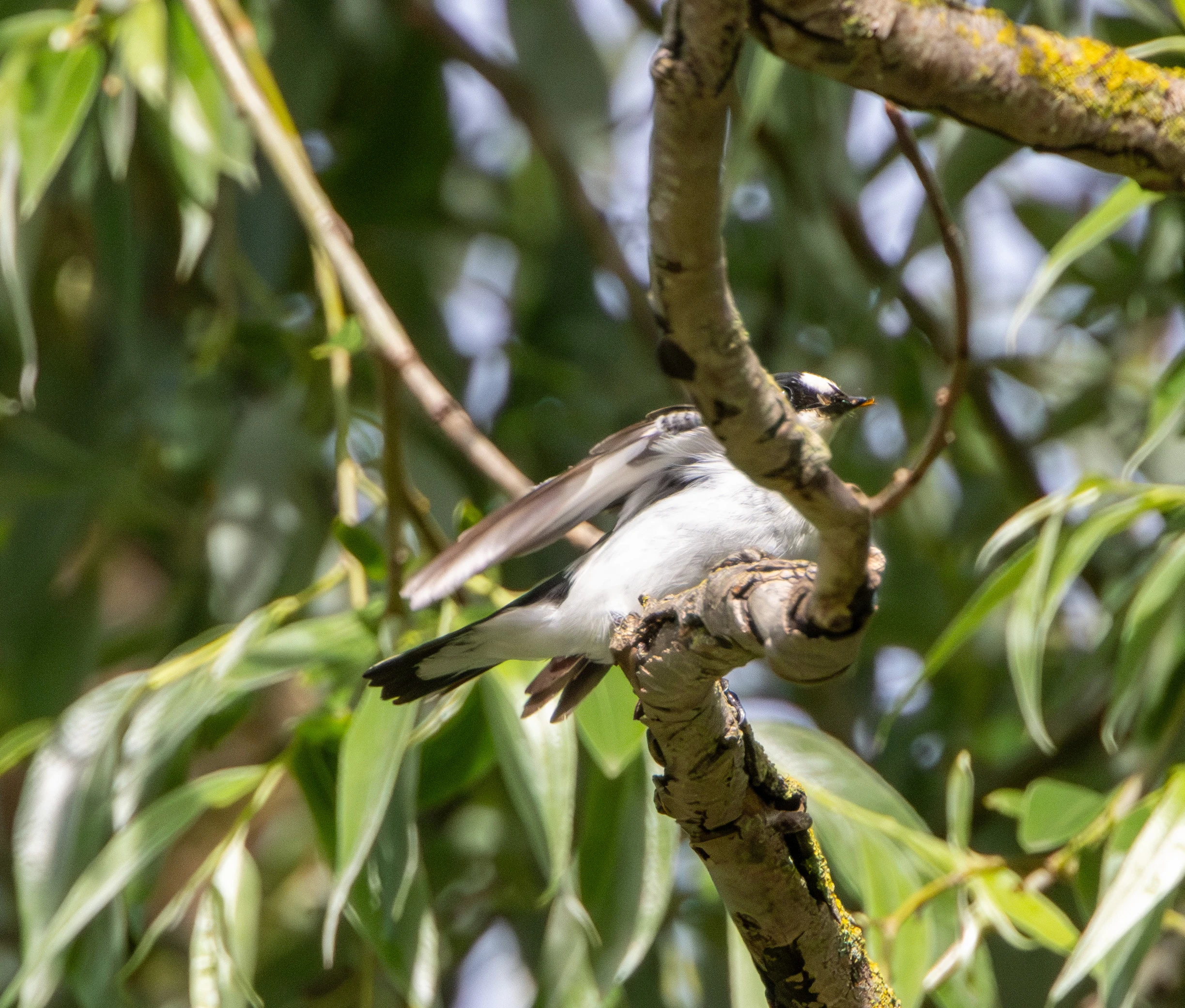 Collared flycatcher, Danube Delta, Romania — photo by Adam Prugel-Bennett