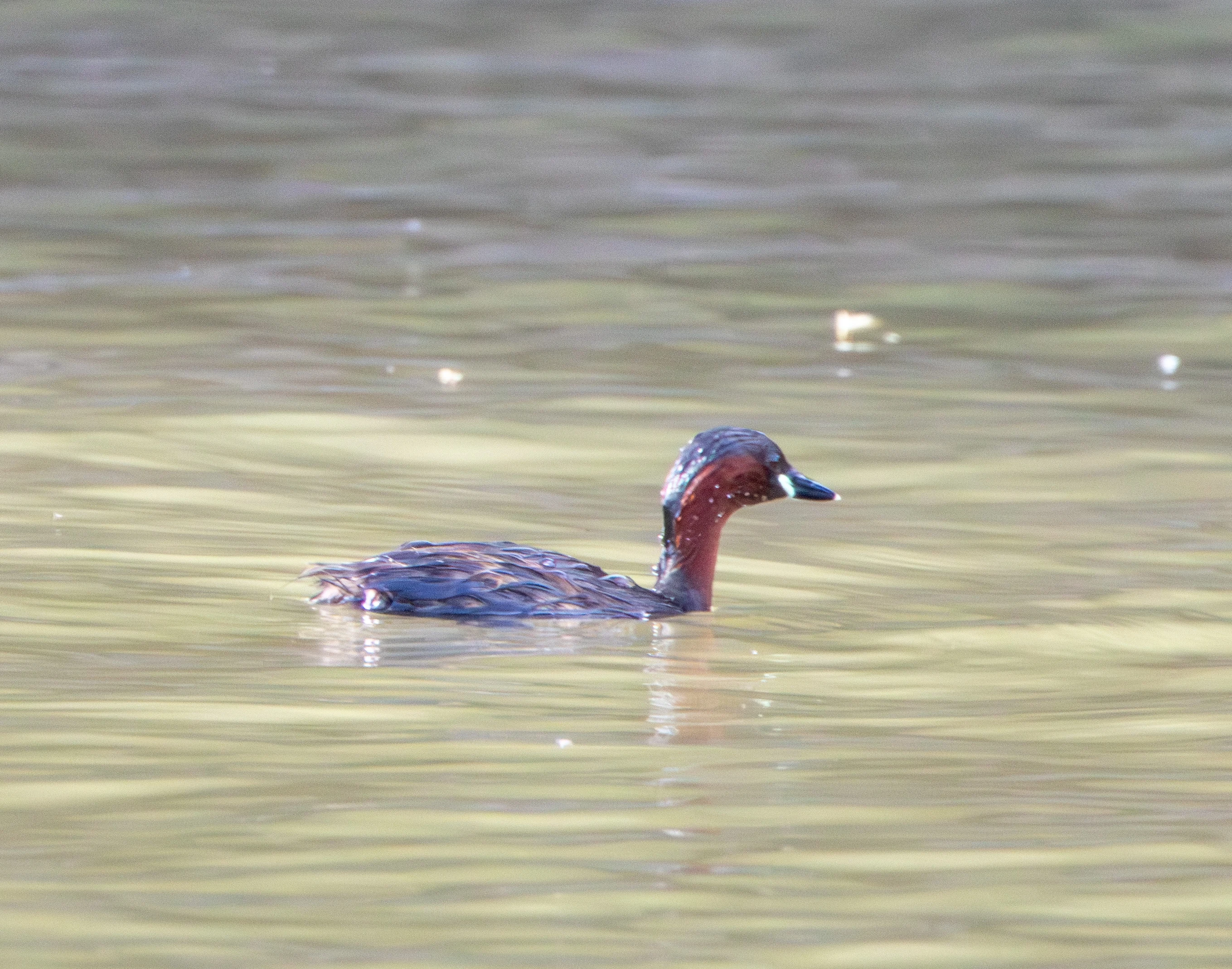Little Grebe, Danube Delta, Romania — photo by Adam Prugel-Bennett