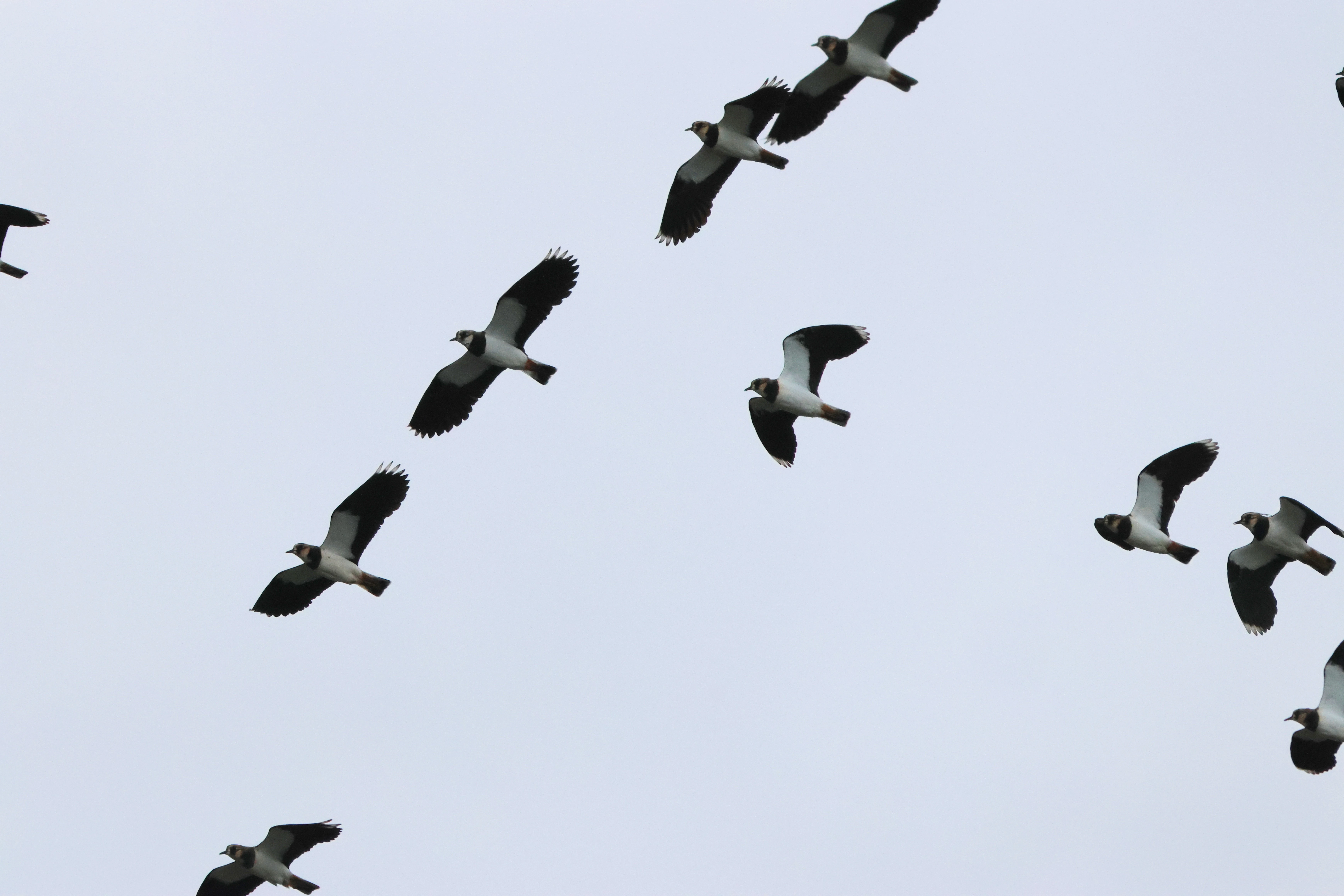 Lapwing, Lymington, New Forest, UK — photo by Adam Prugel-Bennett