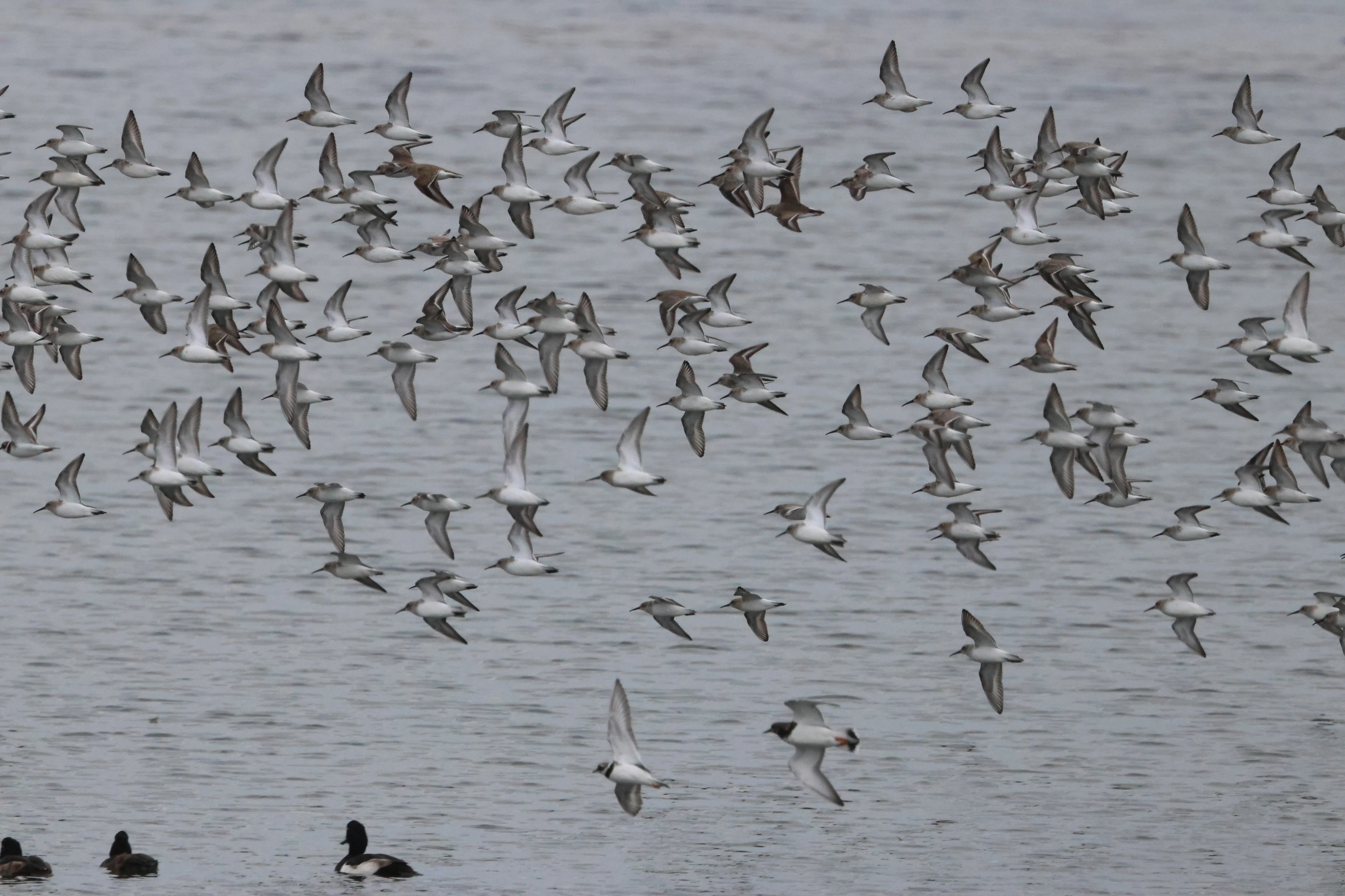 Dunlin, Lymington, New Forest, UK — photo by Adam Prugel-Bennett