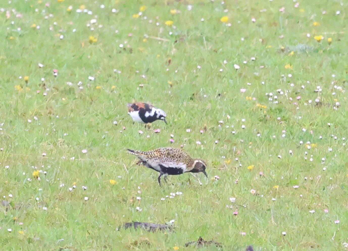 Golden Plover, North Ronaldsay Orkney, Orkney, UK — photo by Adam Prugel-Bennett