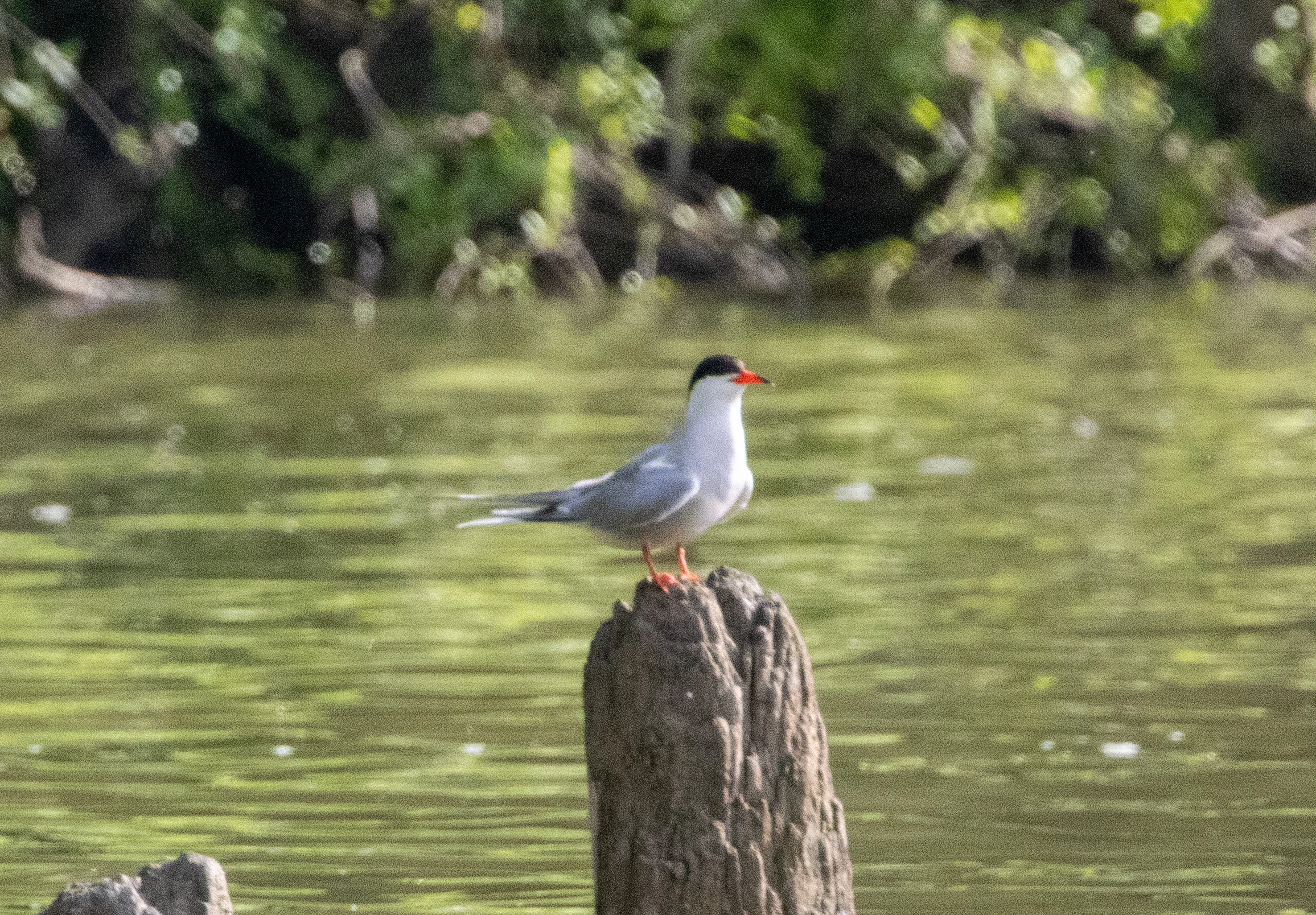 Common Tern, Danube Delta, Romania — photo by Adam Prugel-Bennett