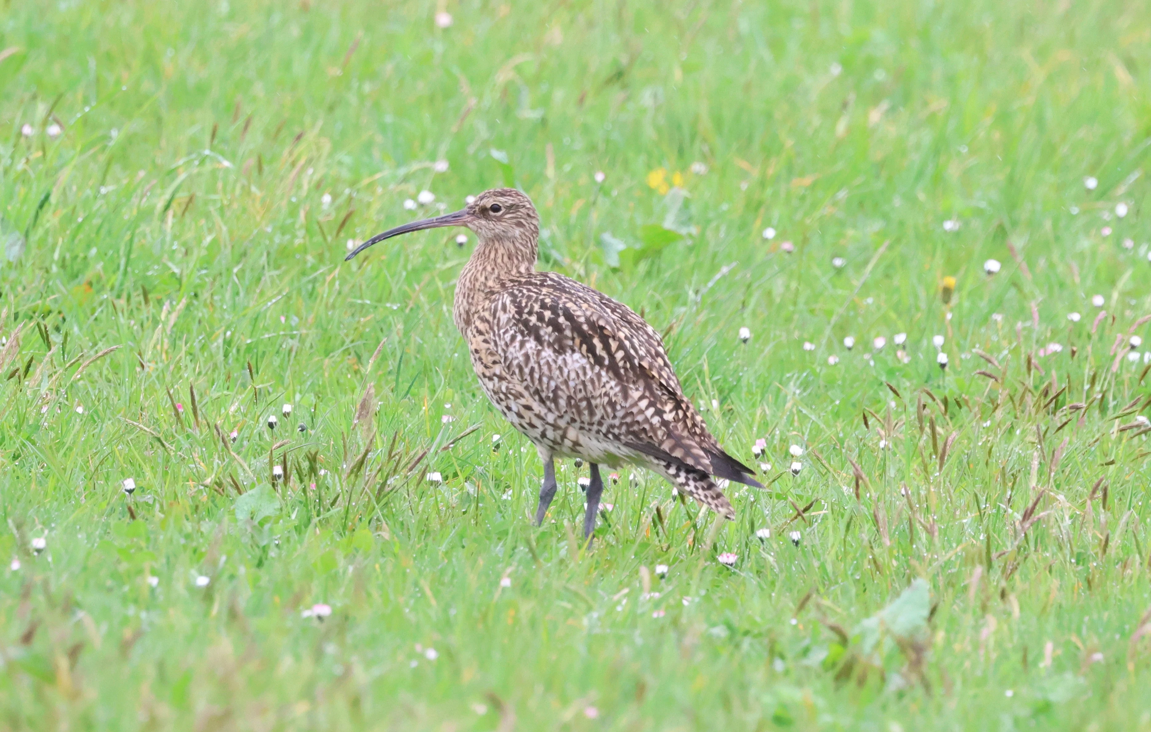 Curlew, North Ronaldsay Orkney, Orkney, UK — photo by Adam Prugel-Bennett