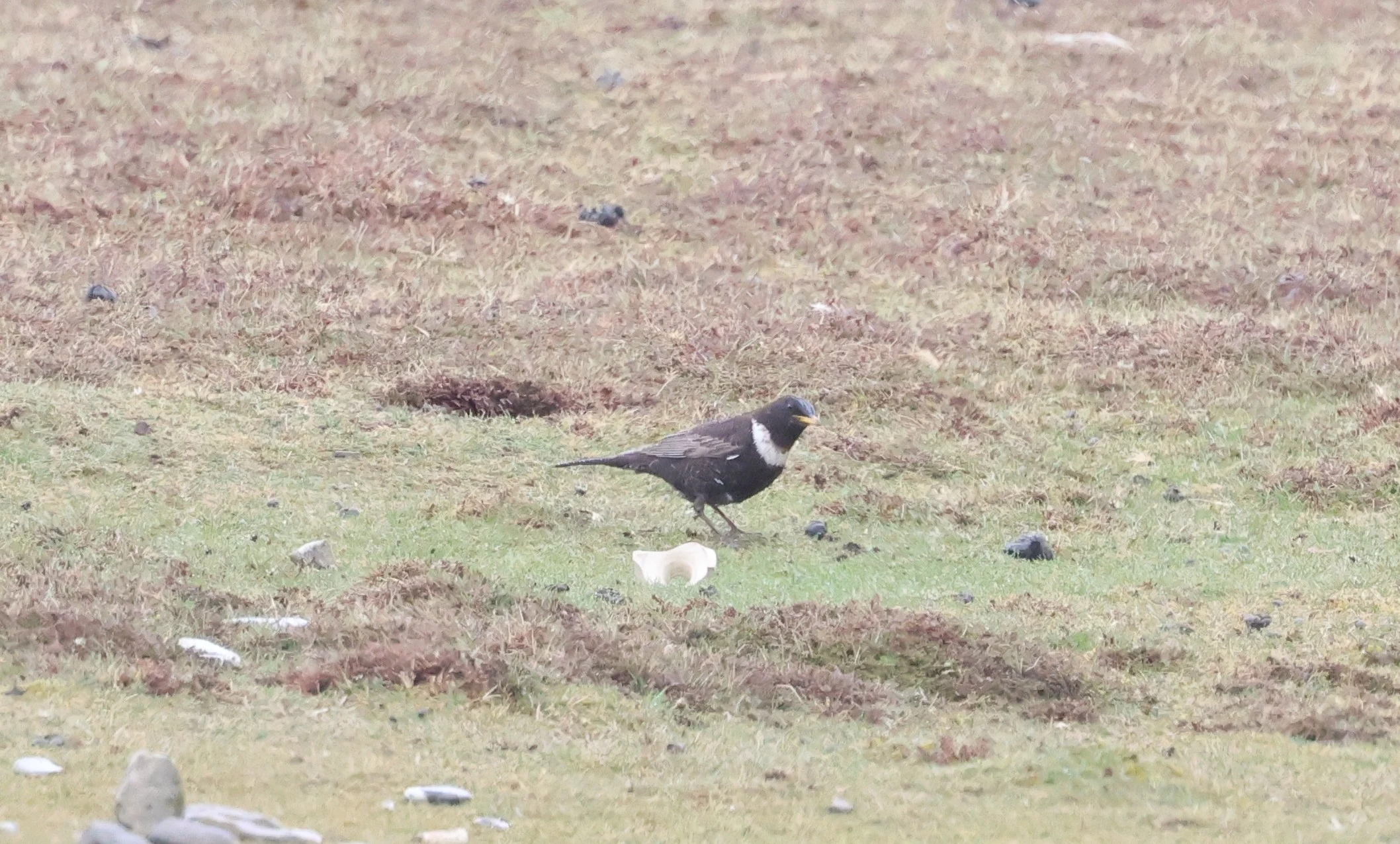 Ring Ouzel, North Ronaldsay Orkney, Orkney, UK — photo by Adam Prugel-Bennett