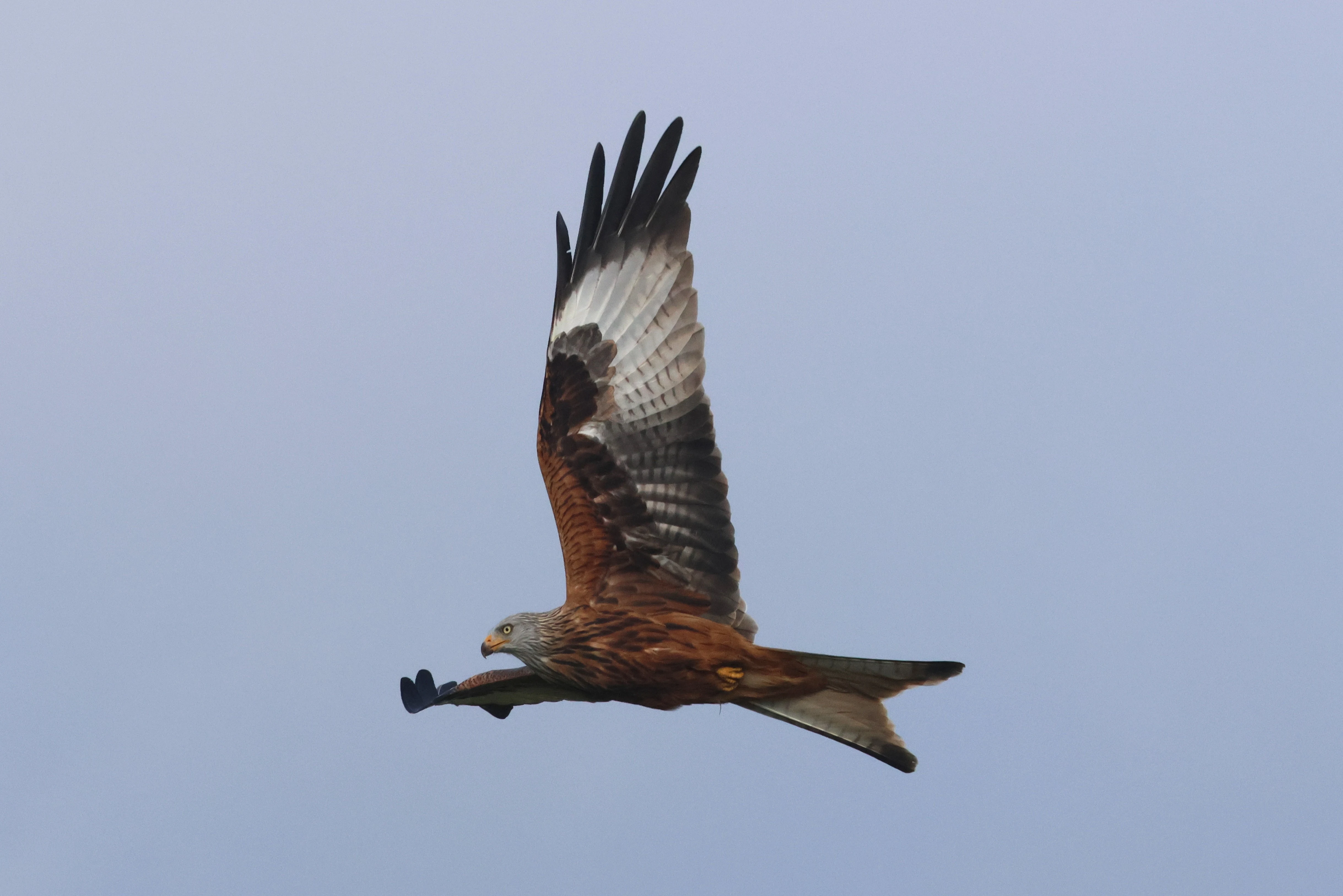 Red Kite, Devil�s Punch Bowl, Wantage, Oxfordshire, UK — photo by Adam Prugel-Bennett