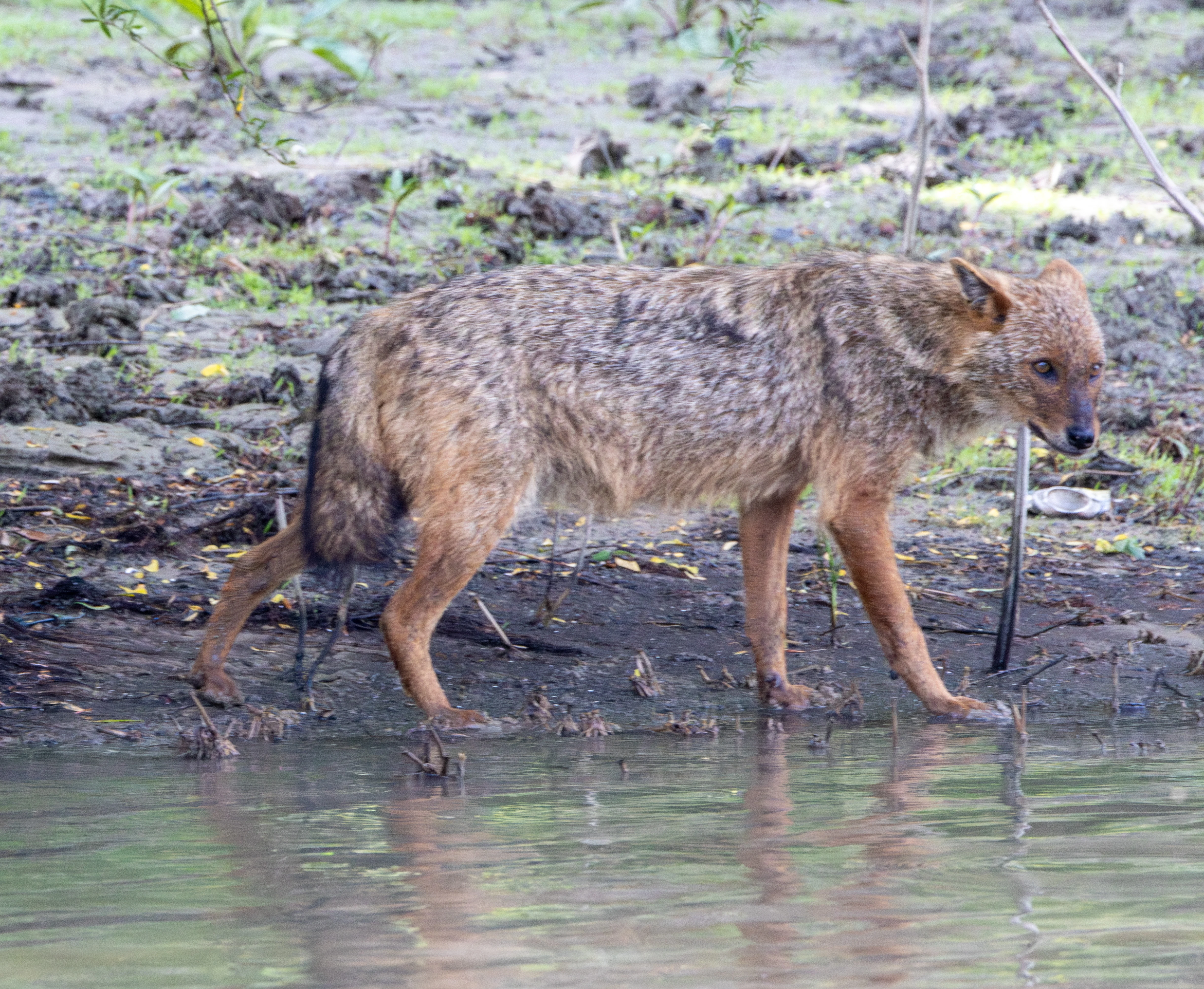 Golden Jackal, Danube Delta, Romania — photo by Adam Prugel-Bennett