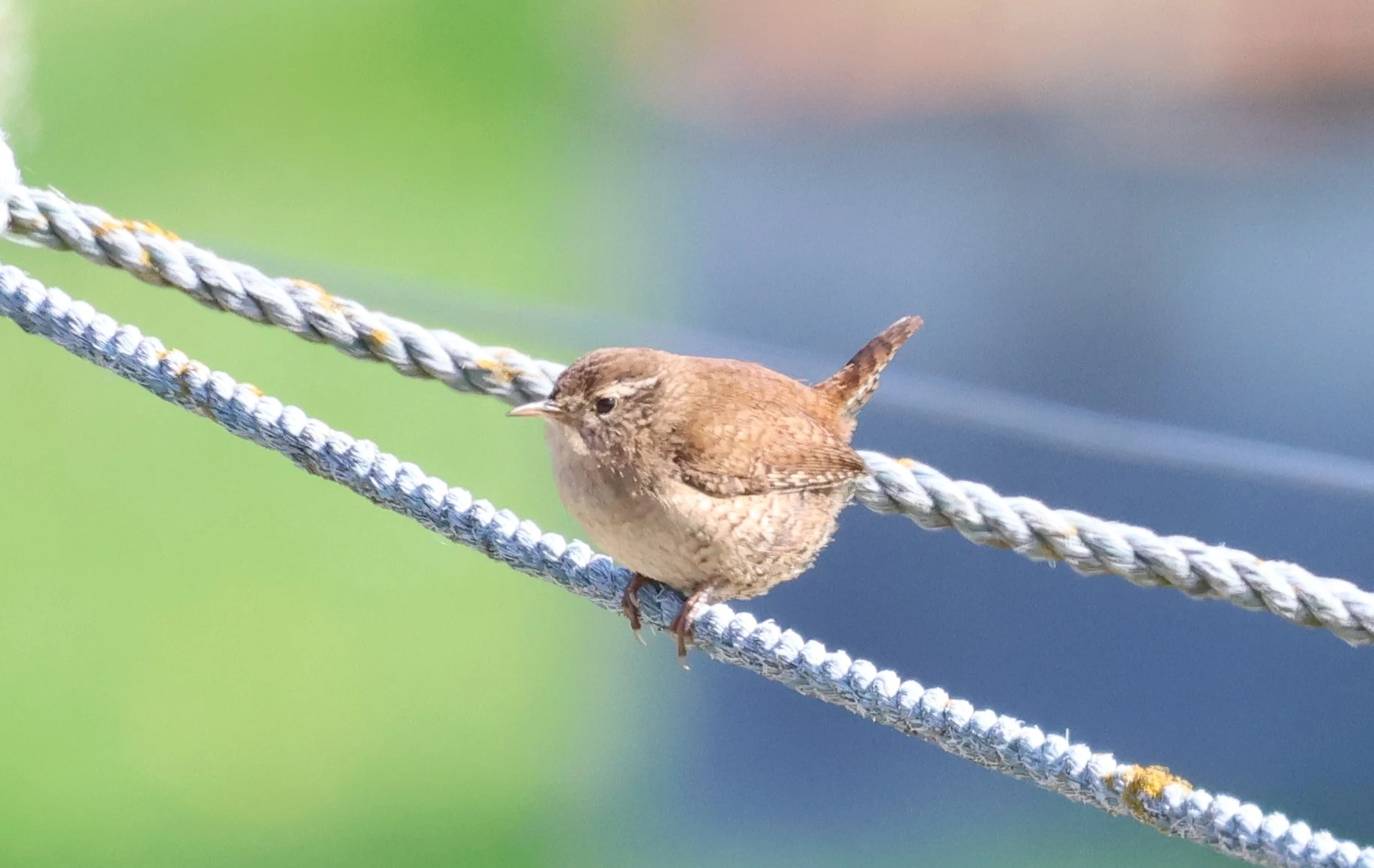 Wren, North Ronaldsay Orkney, Orkney, UK — photo by Adam Prugel-Bennett